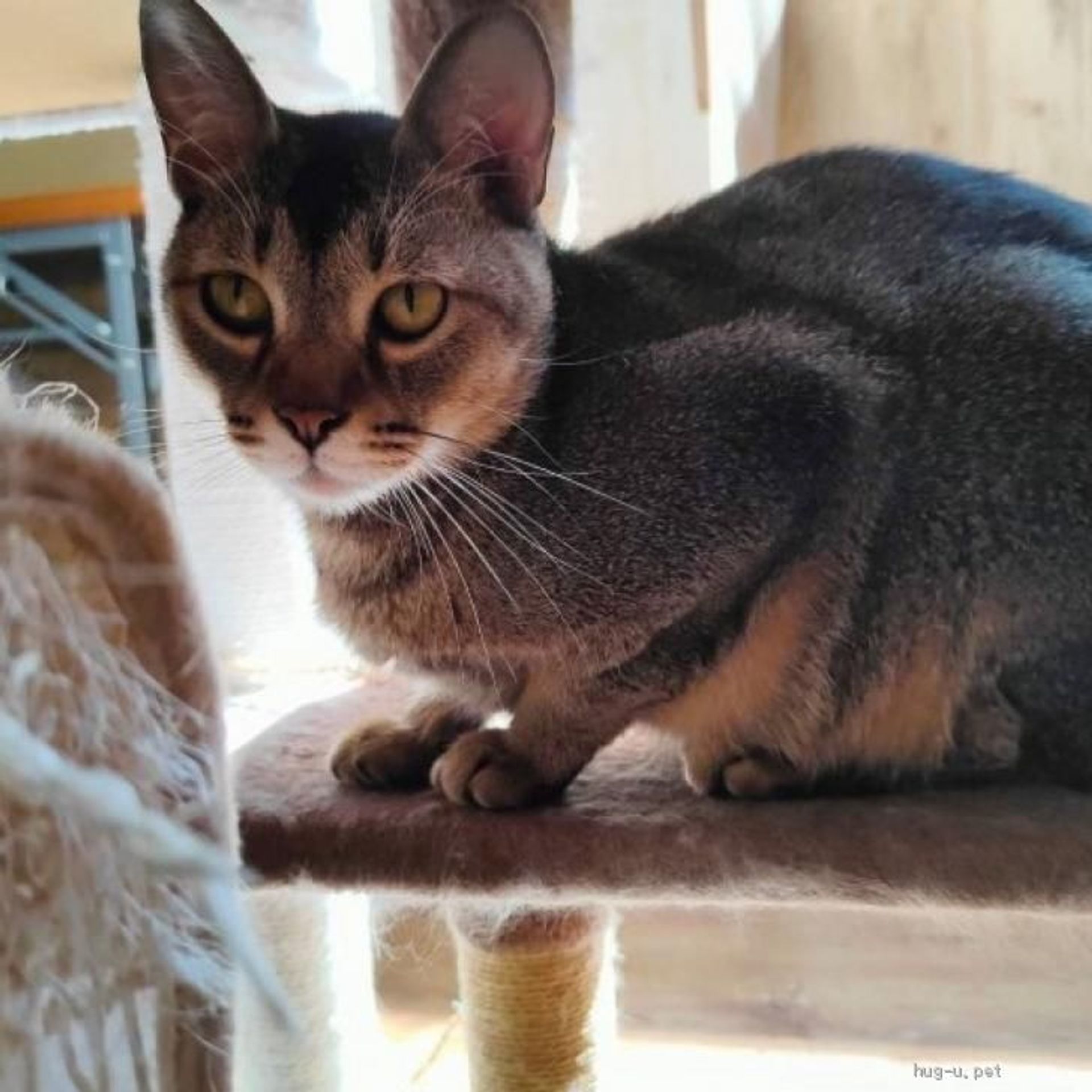 雑種（ミックス猫）・オスの里親募集の写真