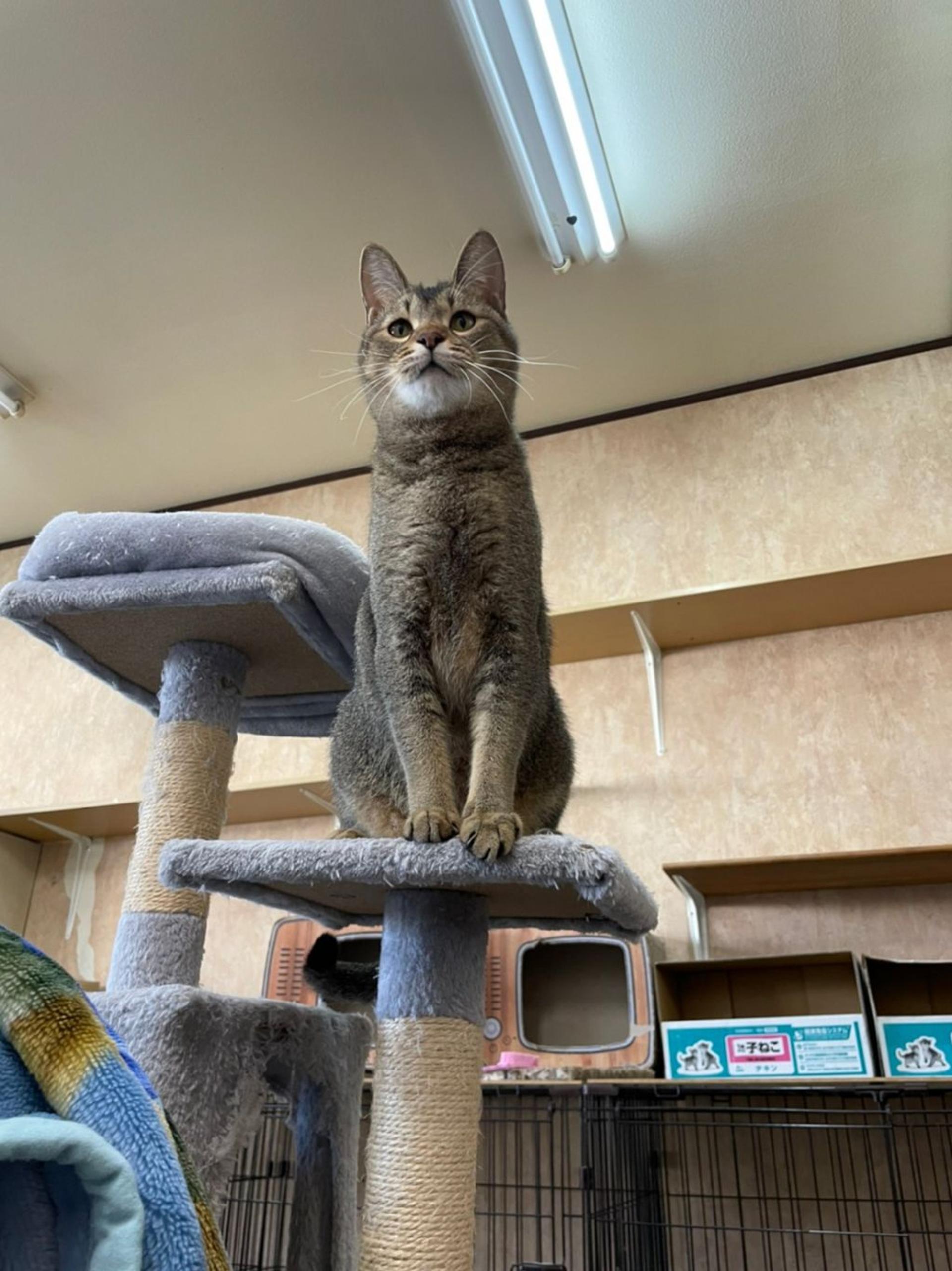 pet-image-3