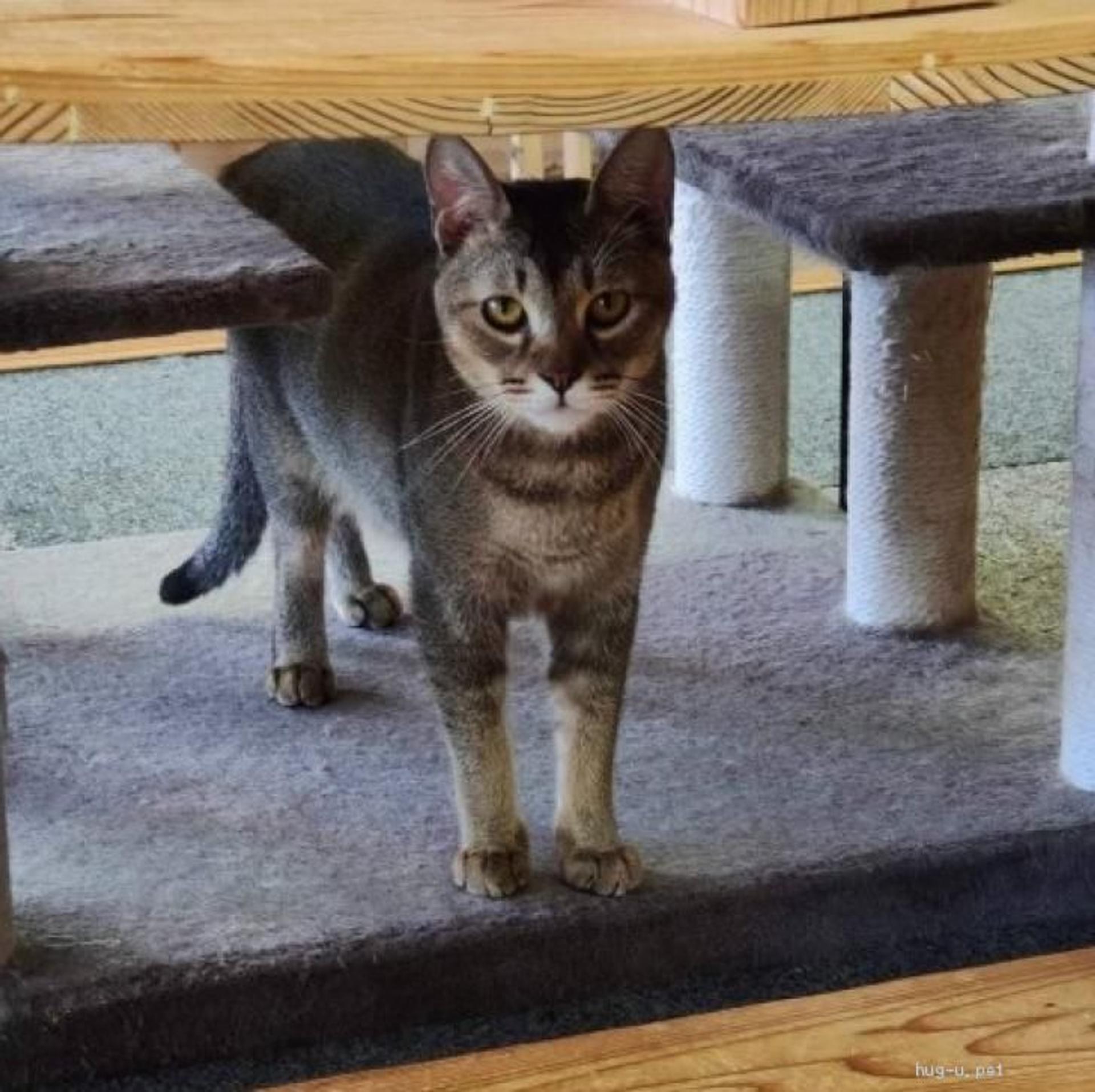 pet-image-5
