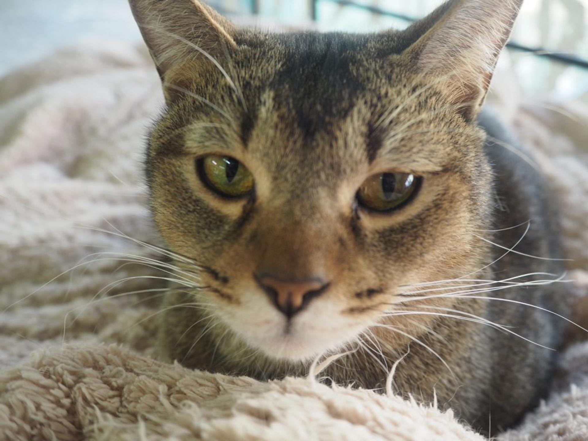 pet-image-4