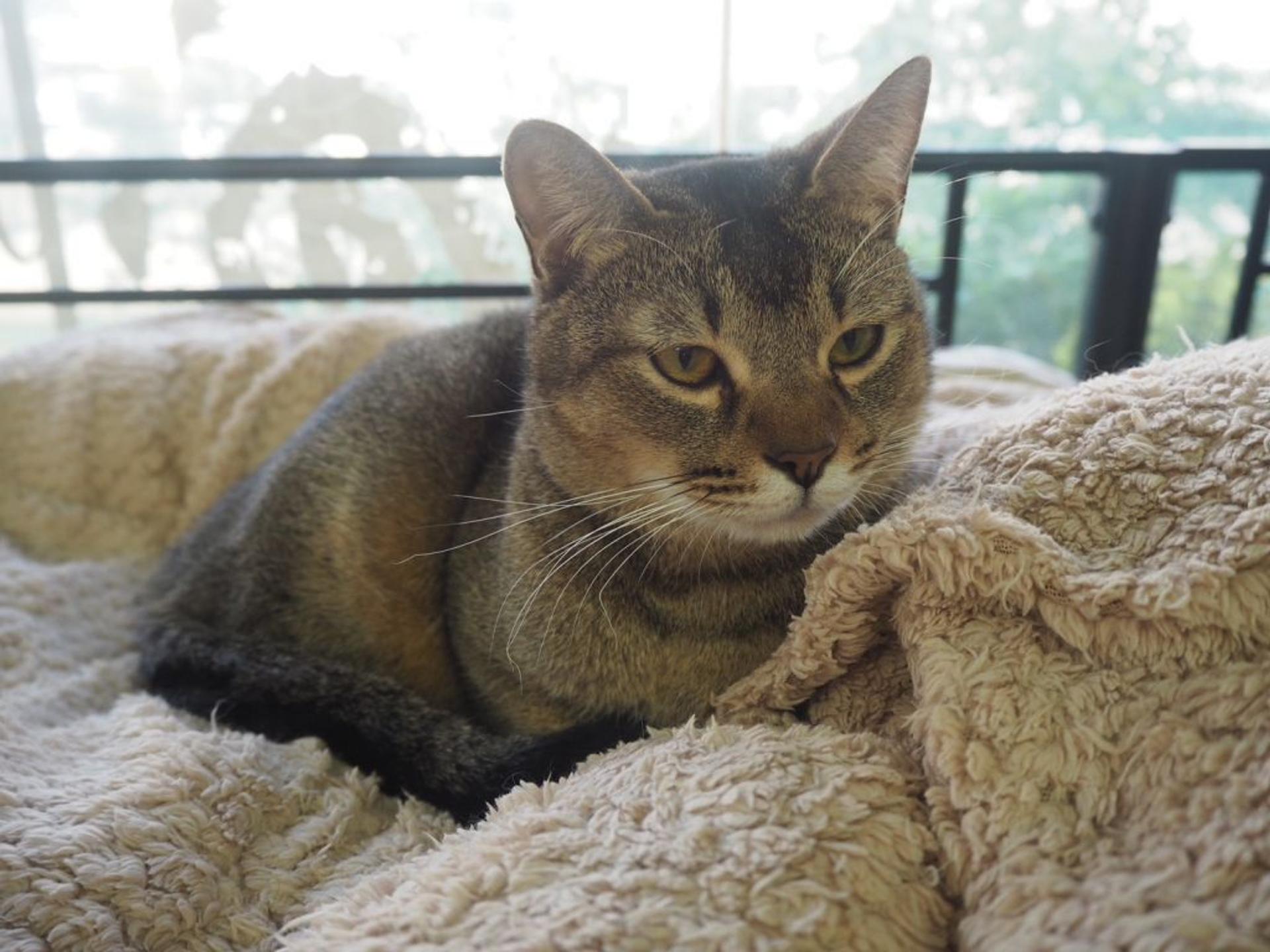 pet-image-6
