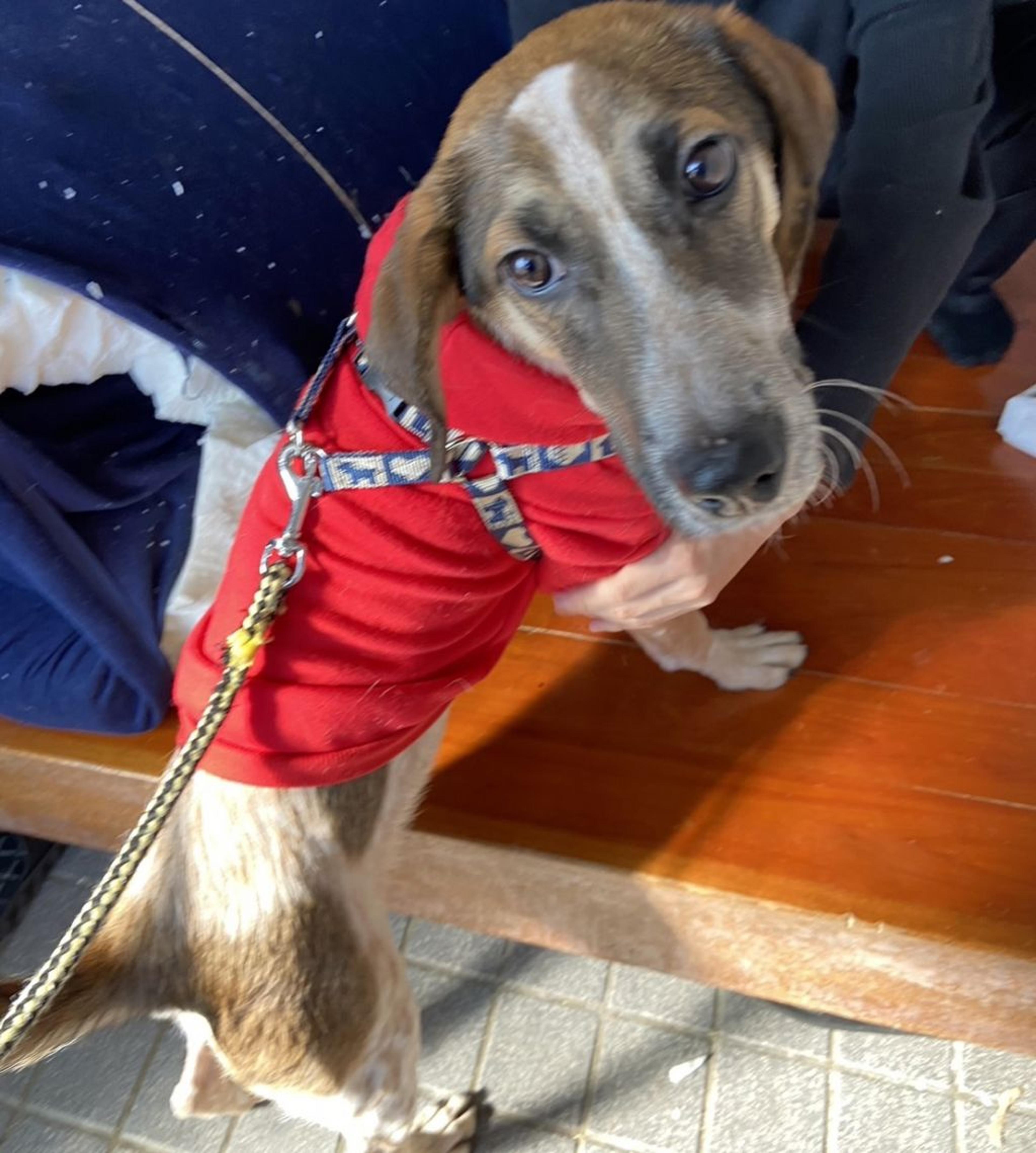 pet-image-2