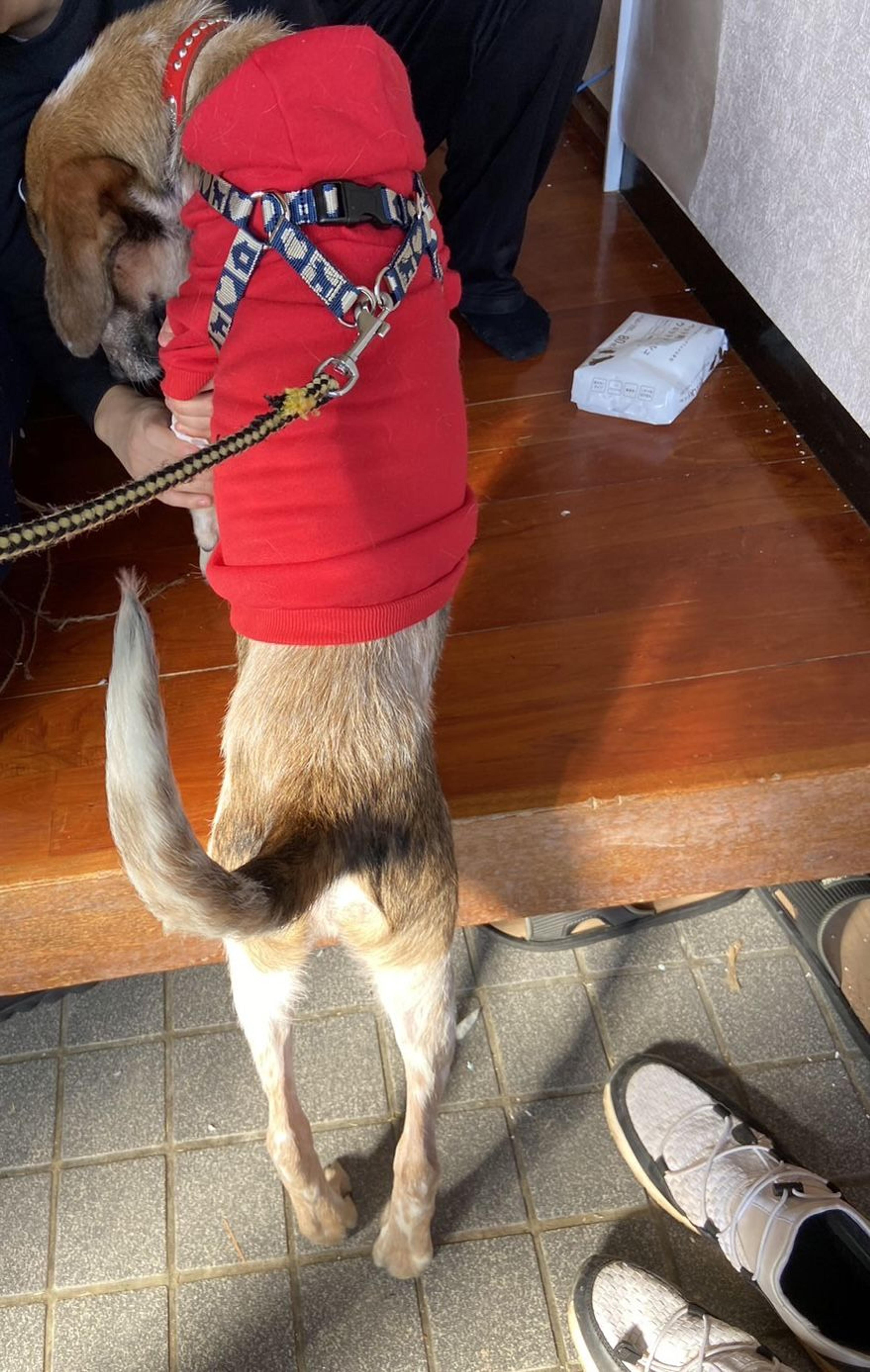 pet-image-3