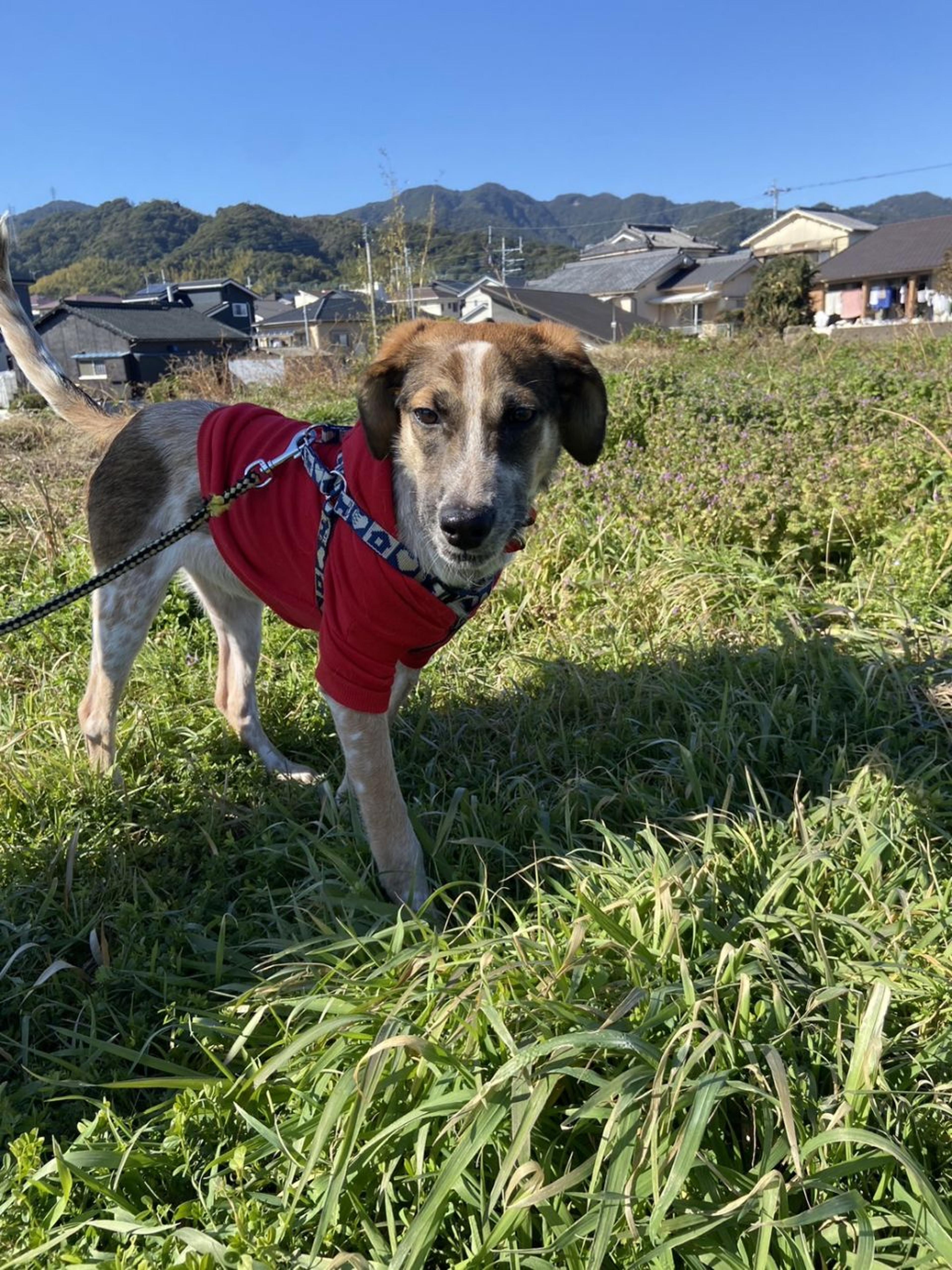 pet-image-6