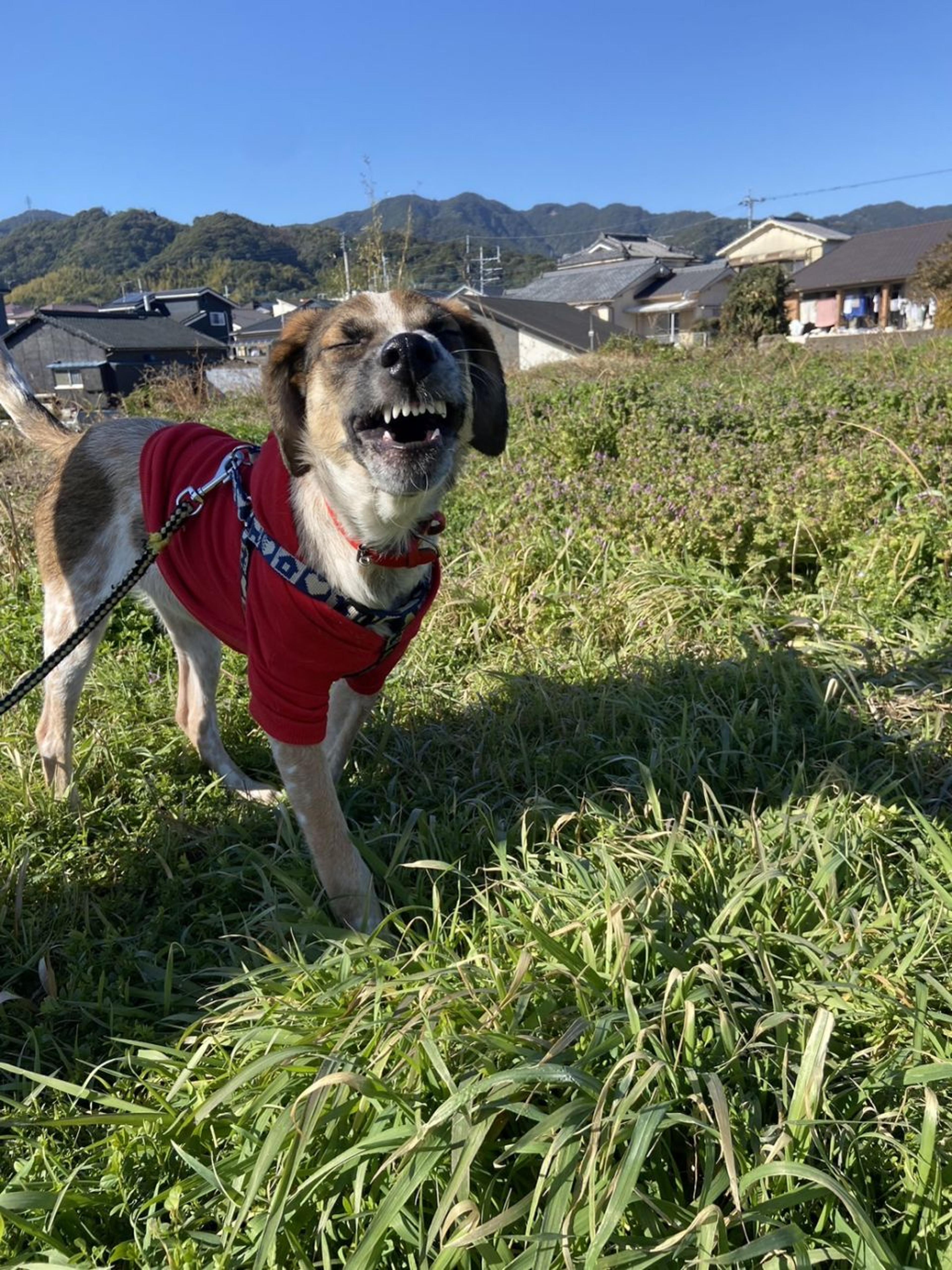 pet-image-7