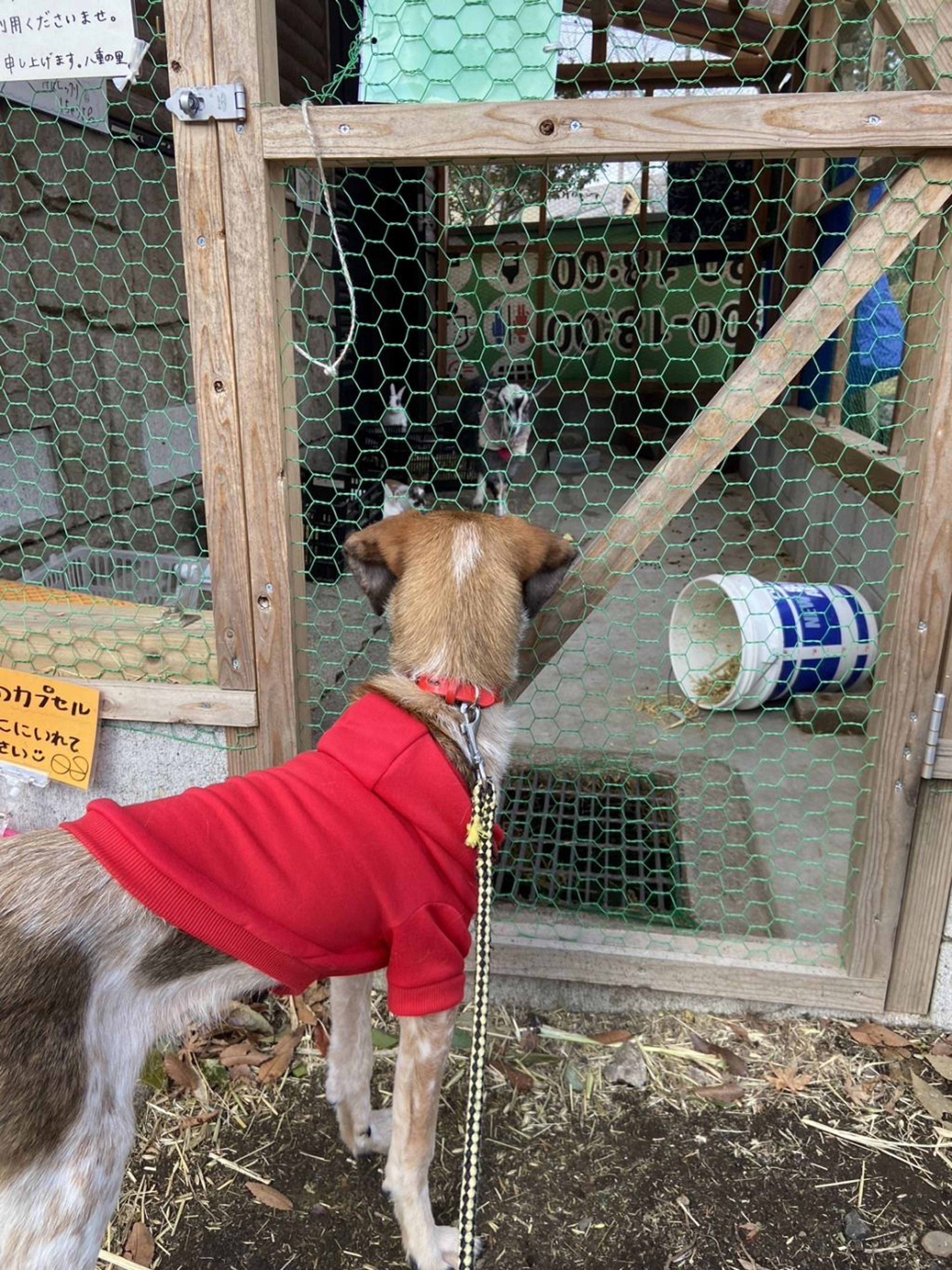 pet-image-8