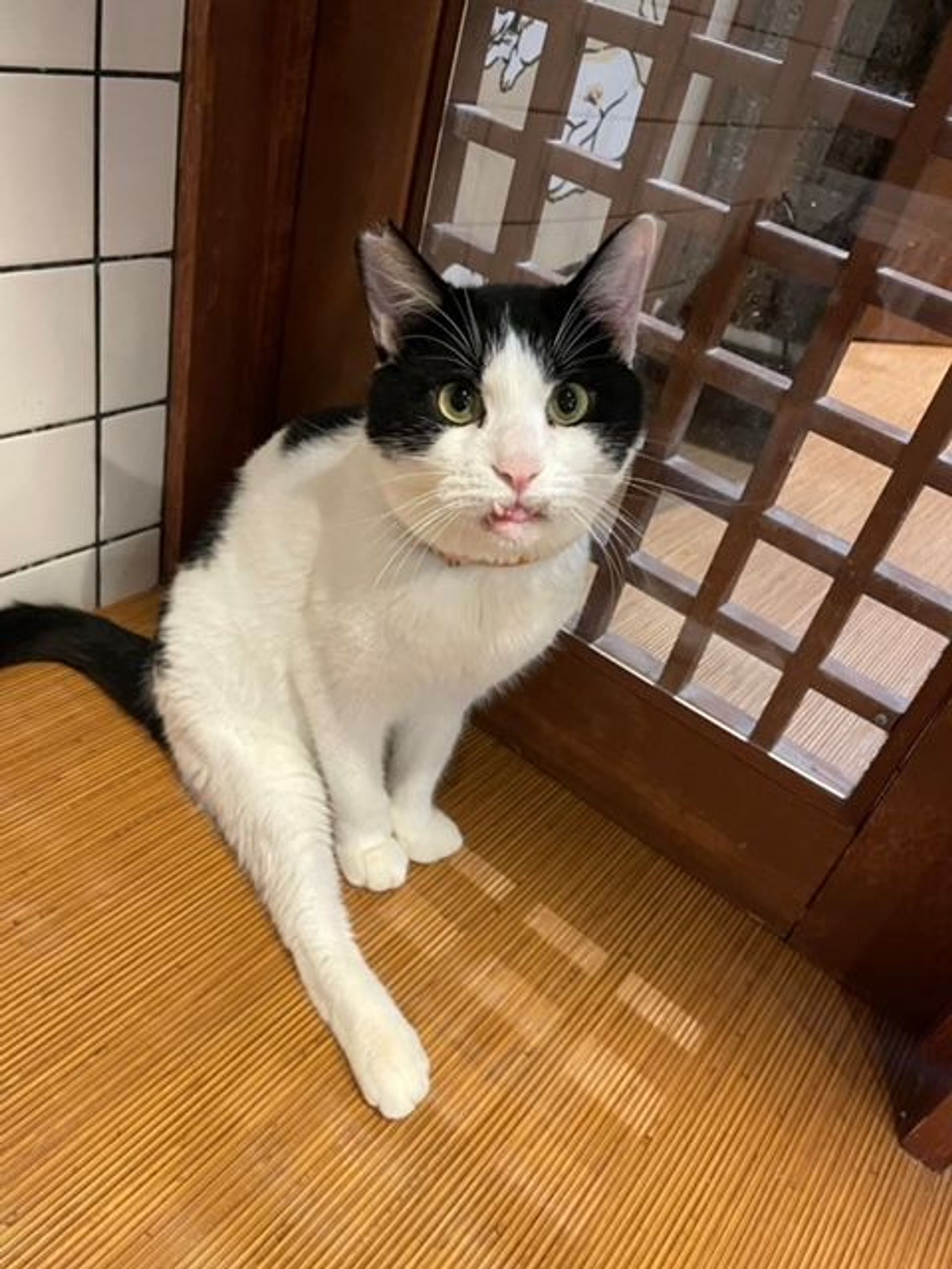 雑種（ミックス猫）・オスの里親募集の写真