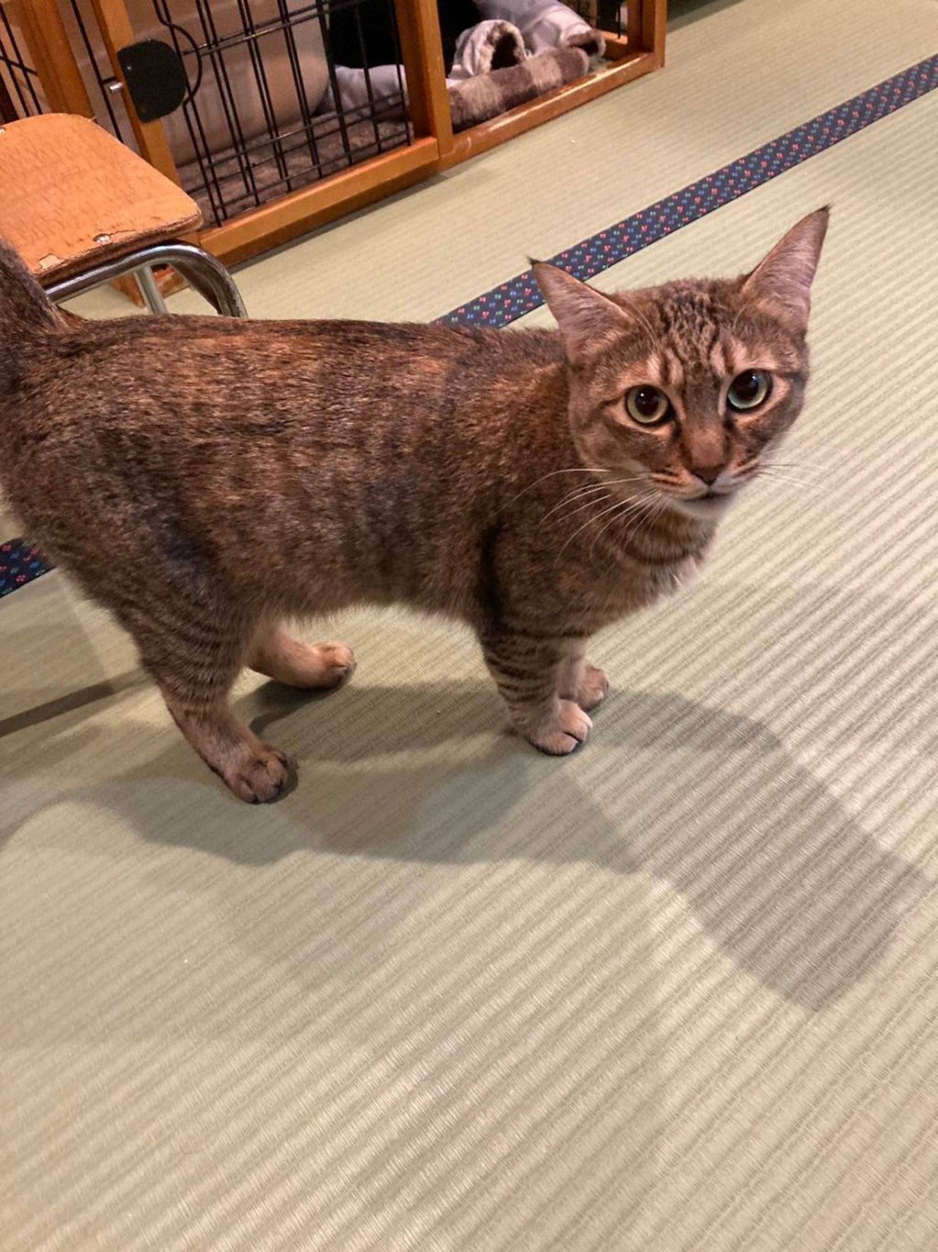 雑種（ミックス猫）・メスの里親募集の写真