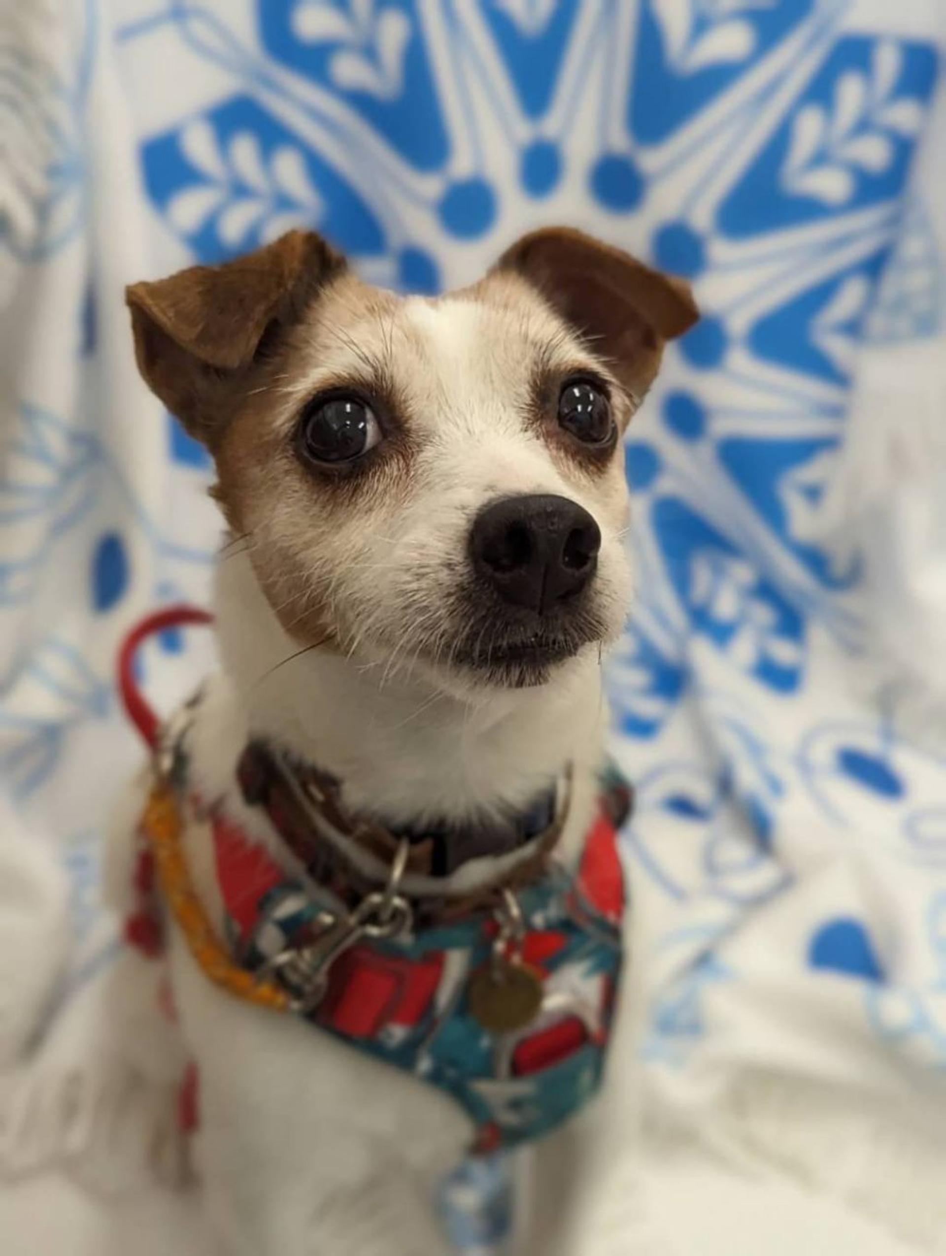 pet-image-2
