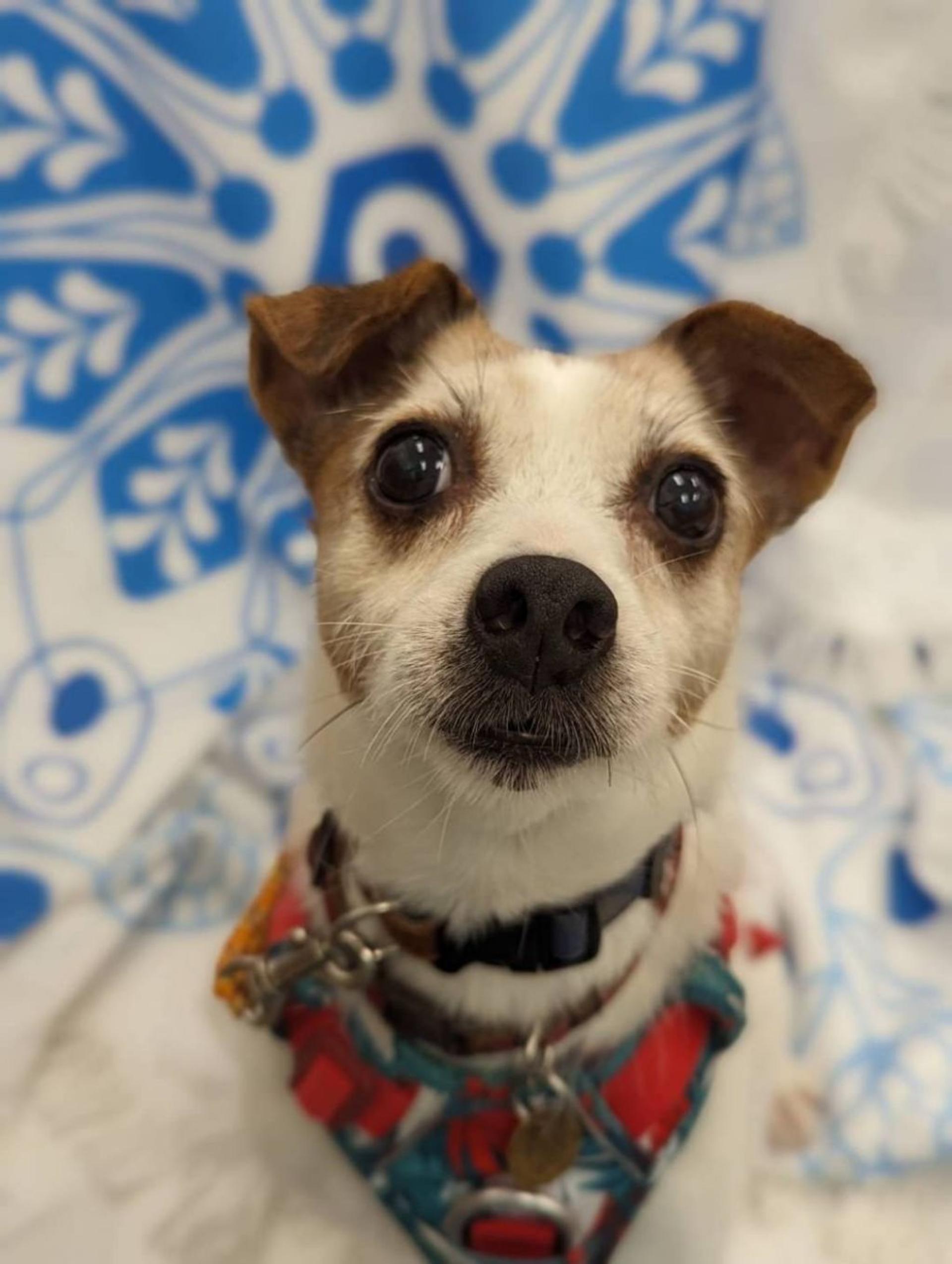 pet-image-3