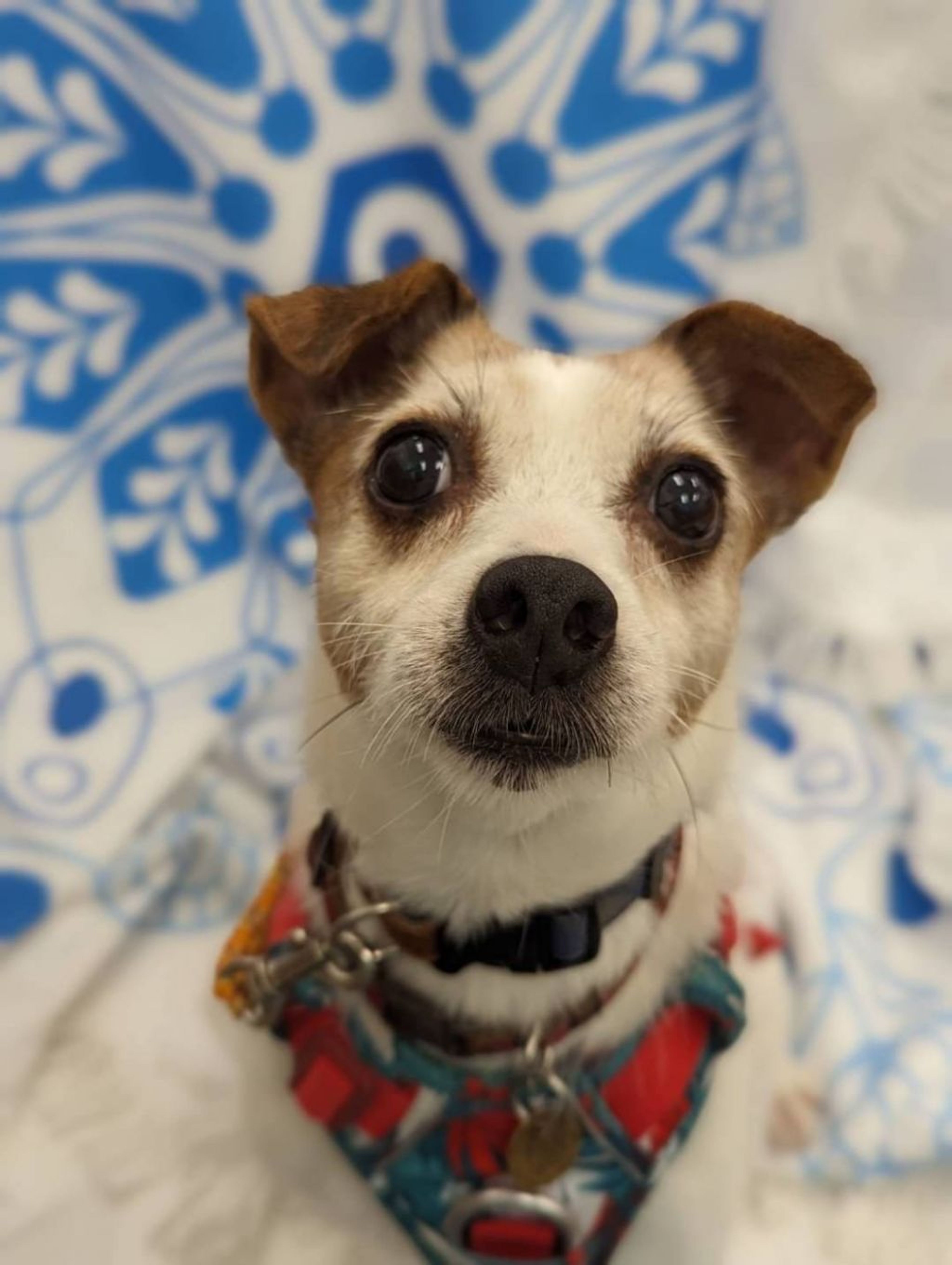 pet-image-3