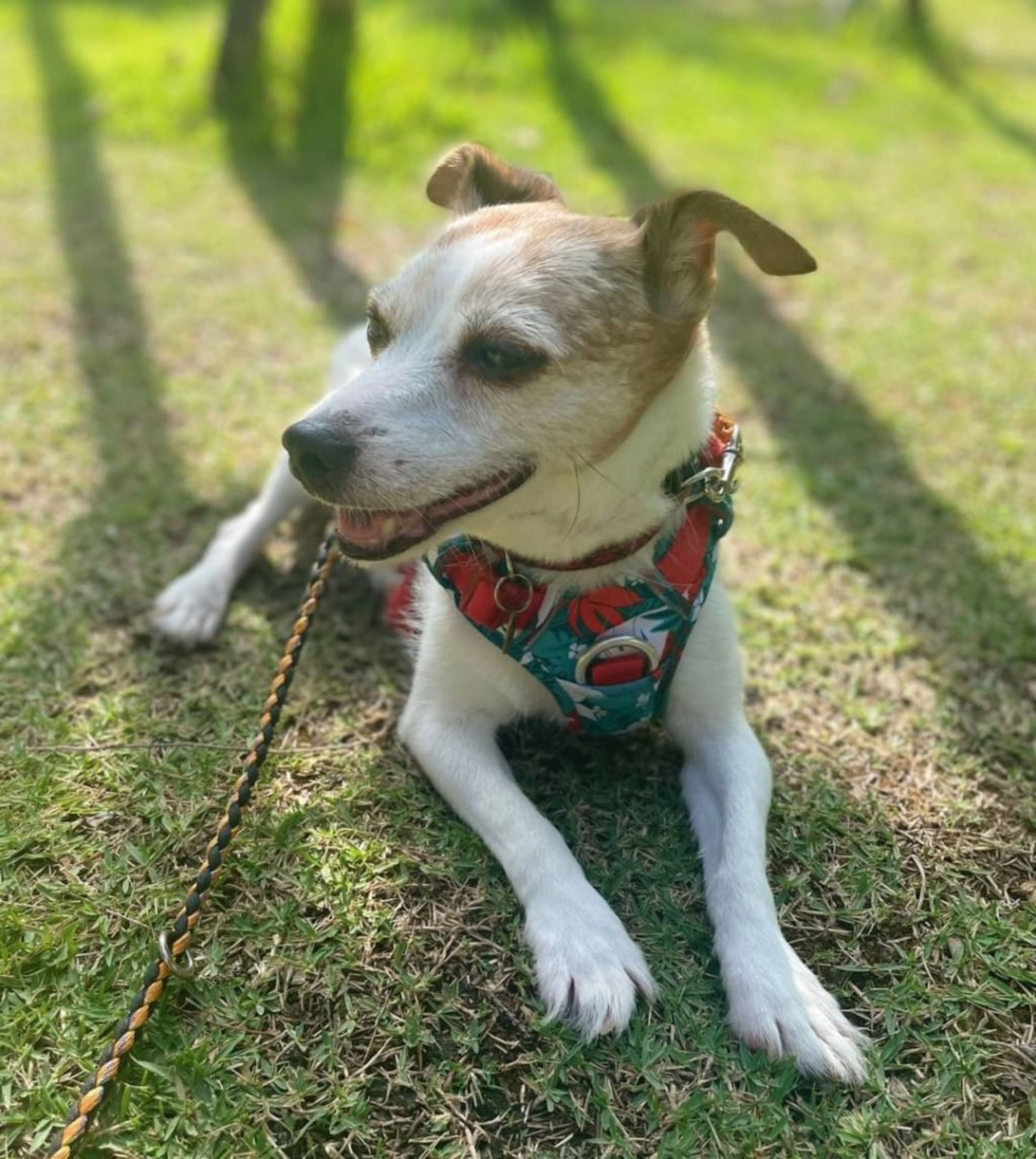 pet-image-4