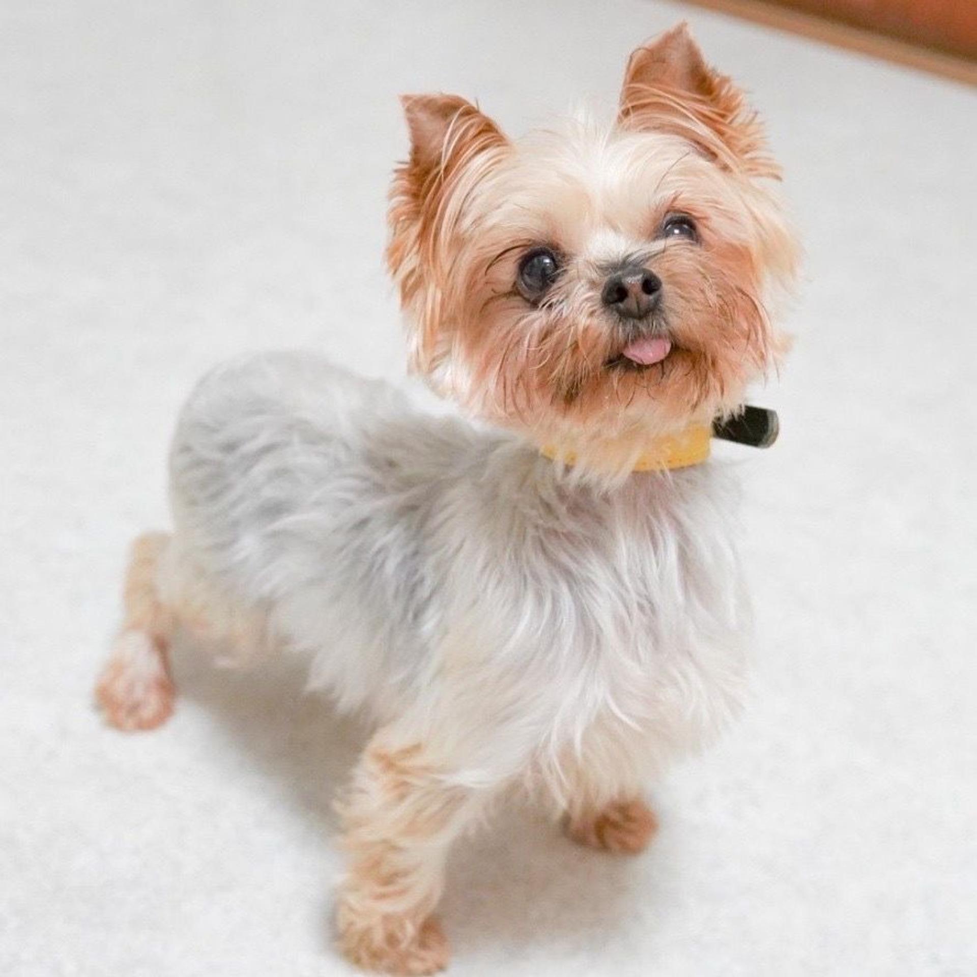 pet-image-3