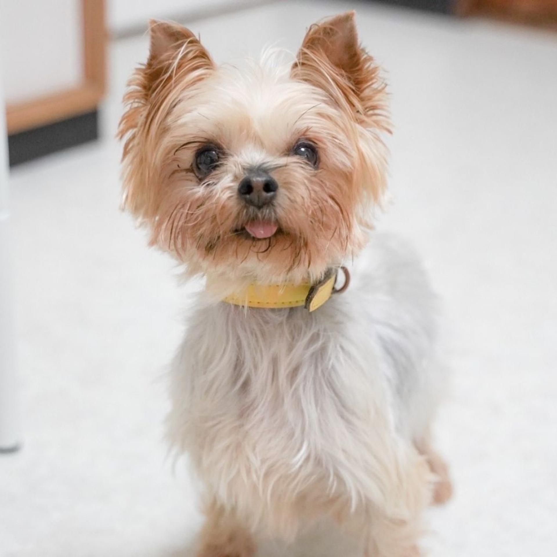 pet-image-2