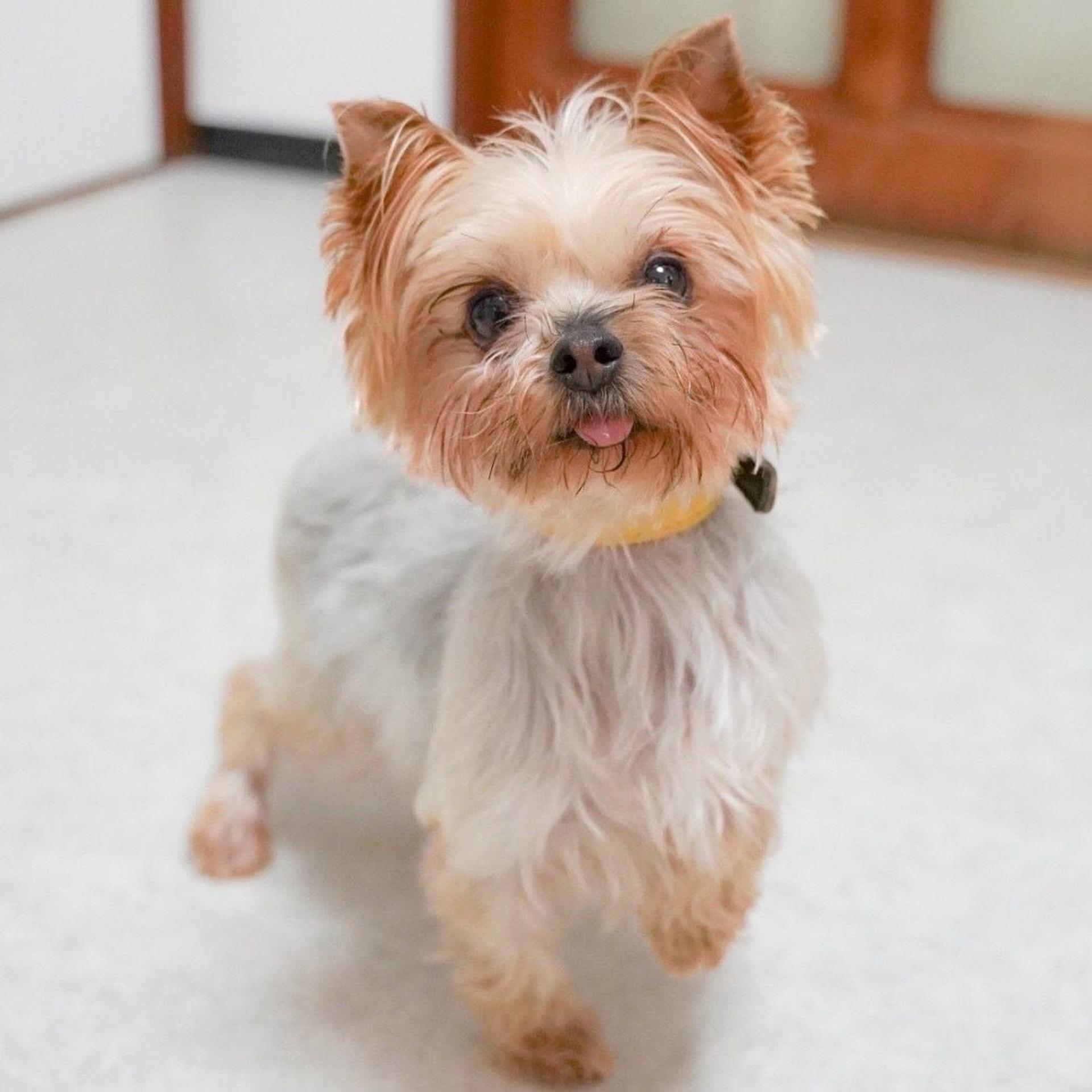 pet-image-4