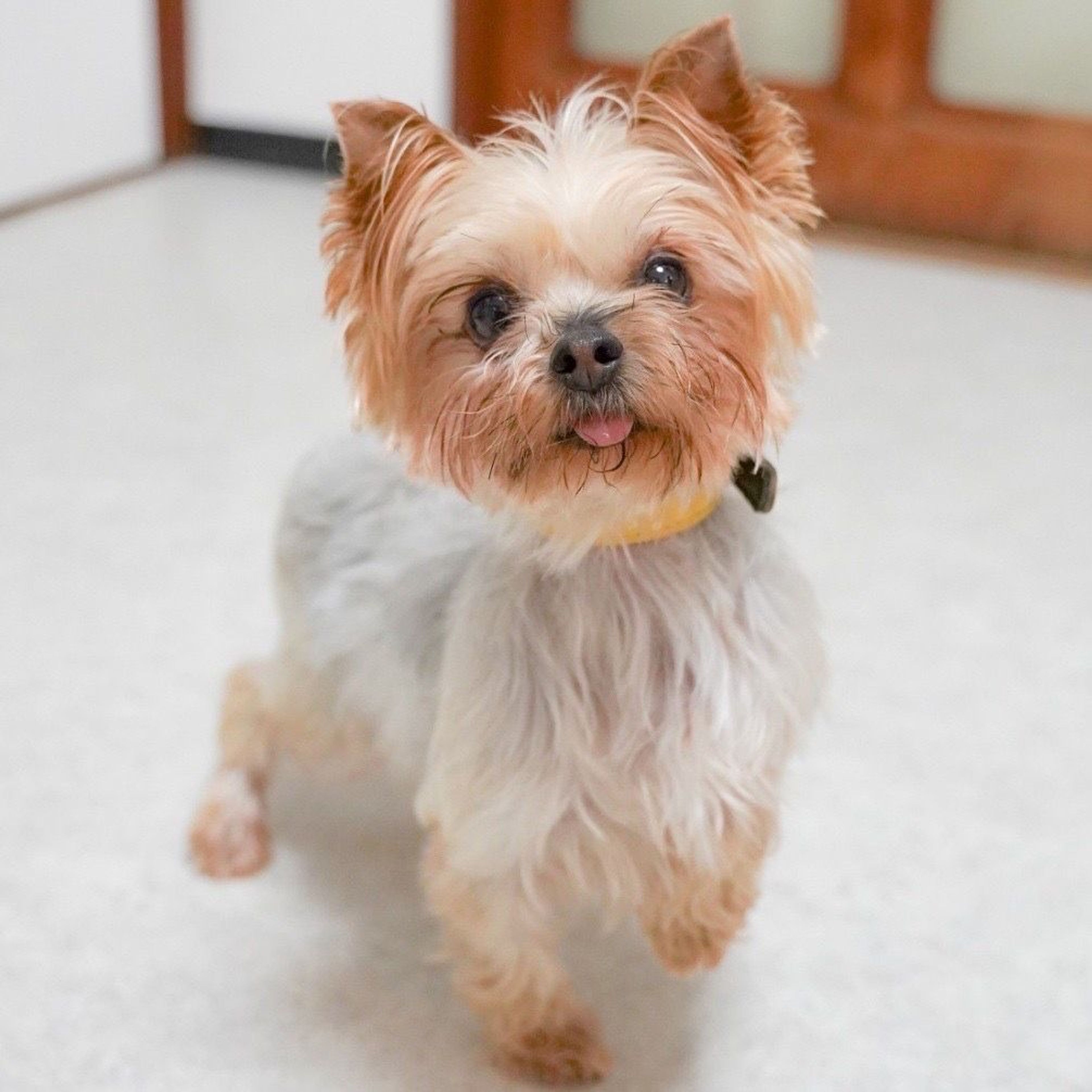 pet-image-4