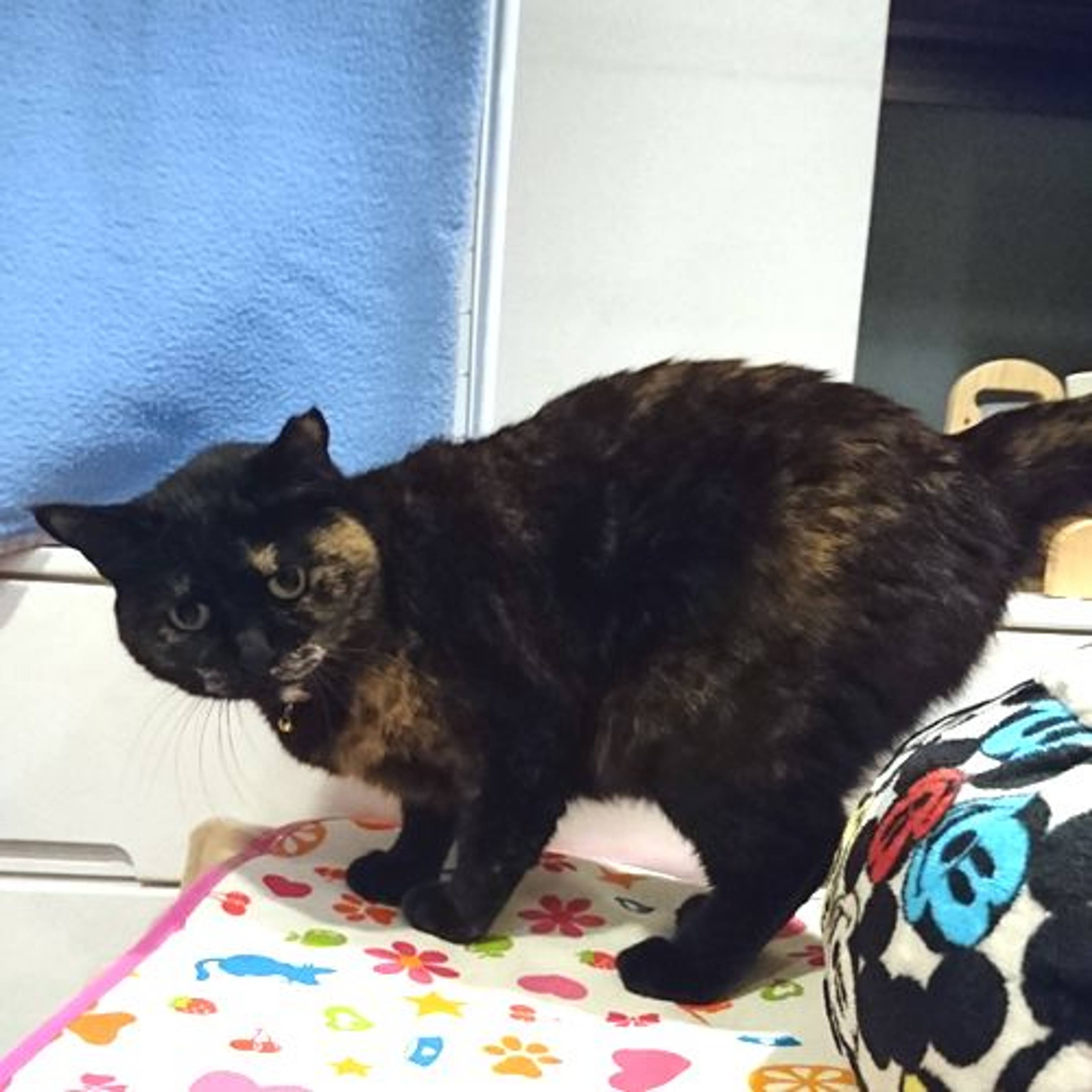 雑種（ミックス猫）・メスの里親募集の写真