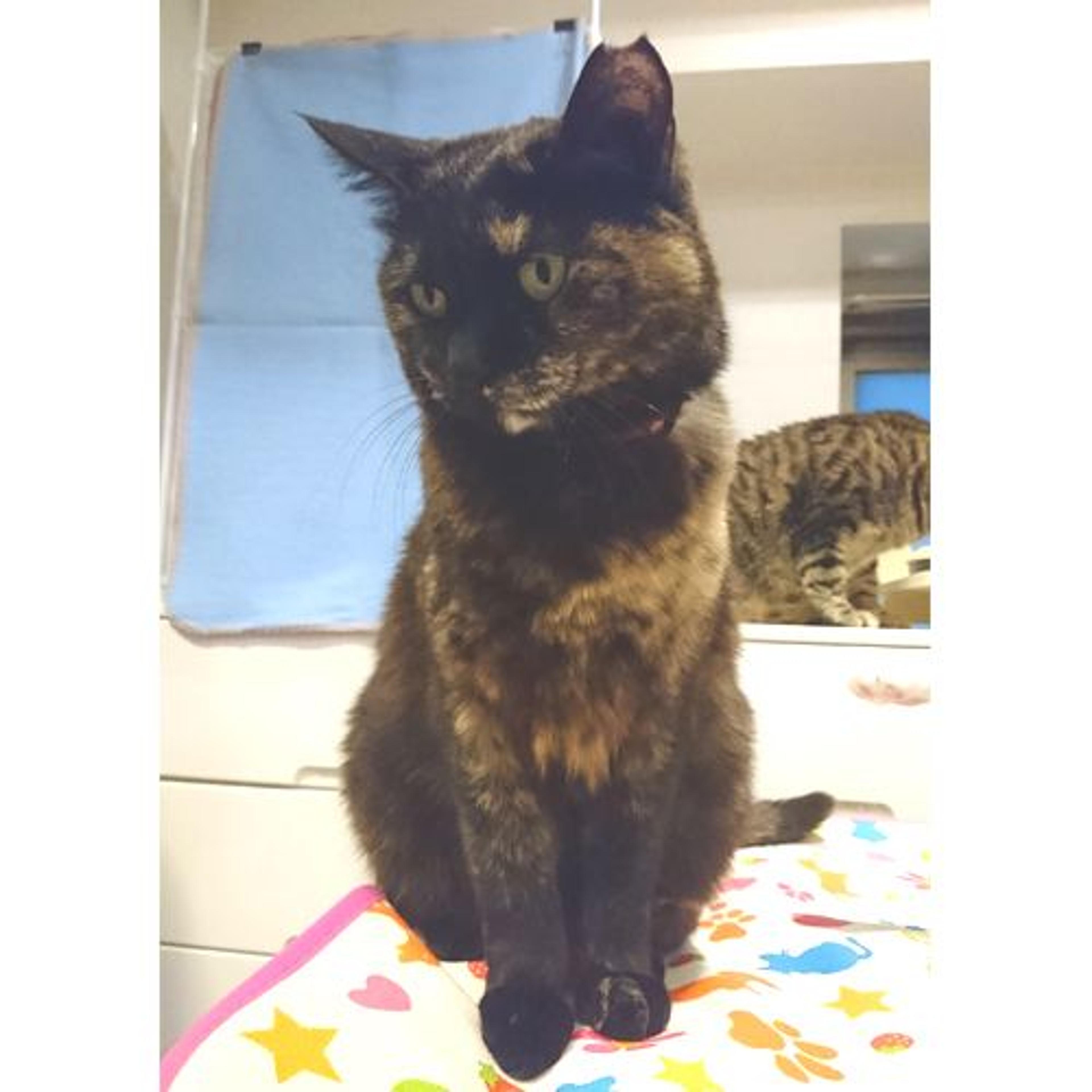 pet-image-3