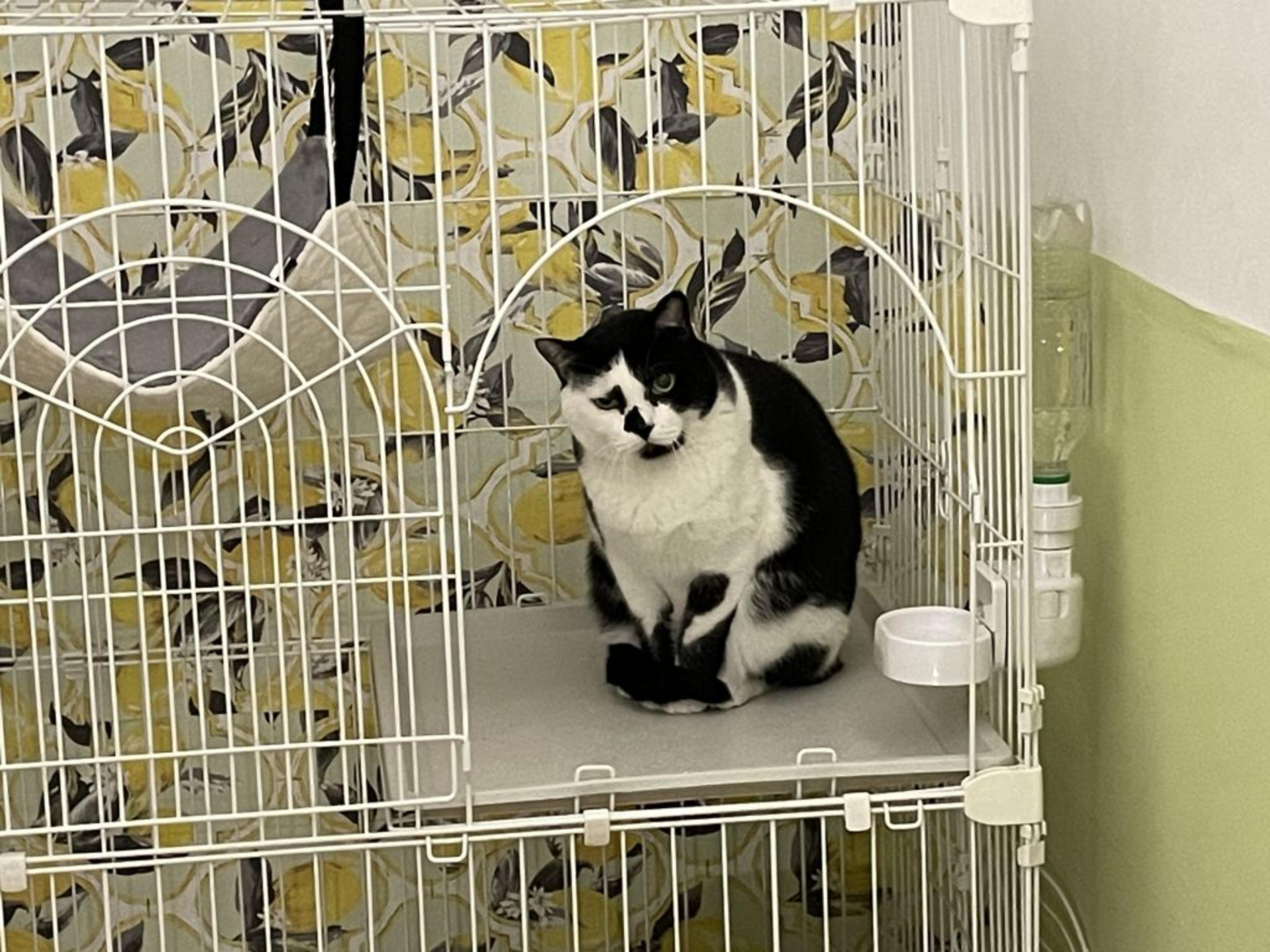 pet-image-2