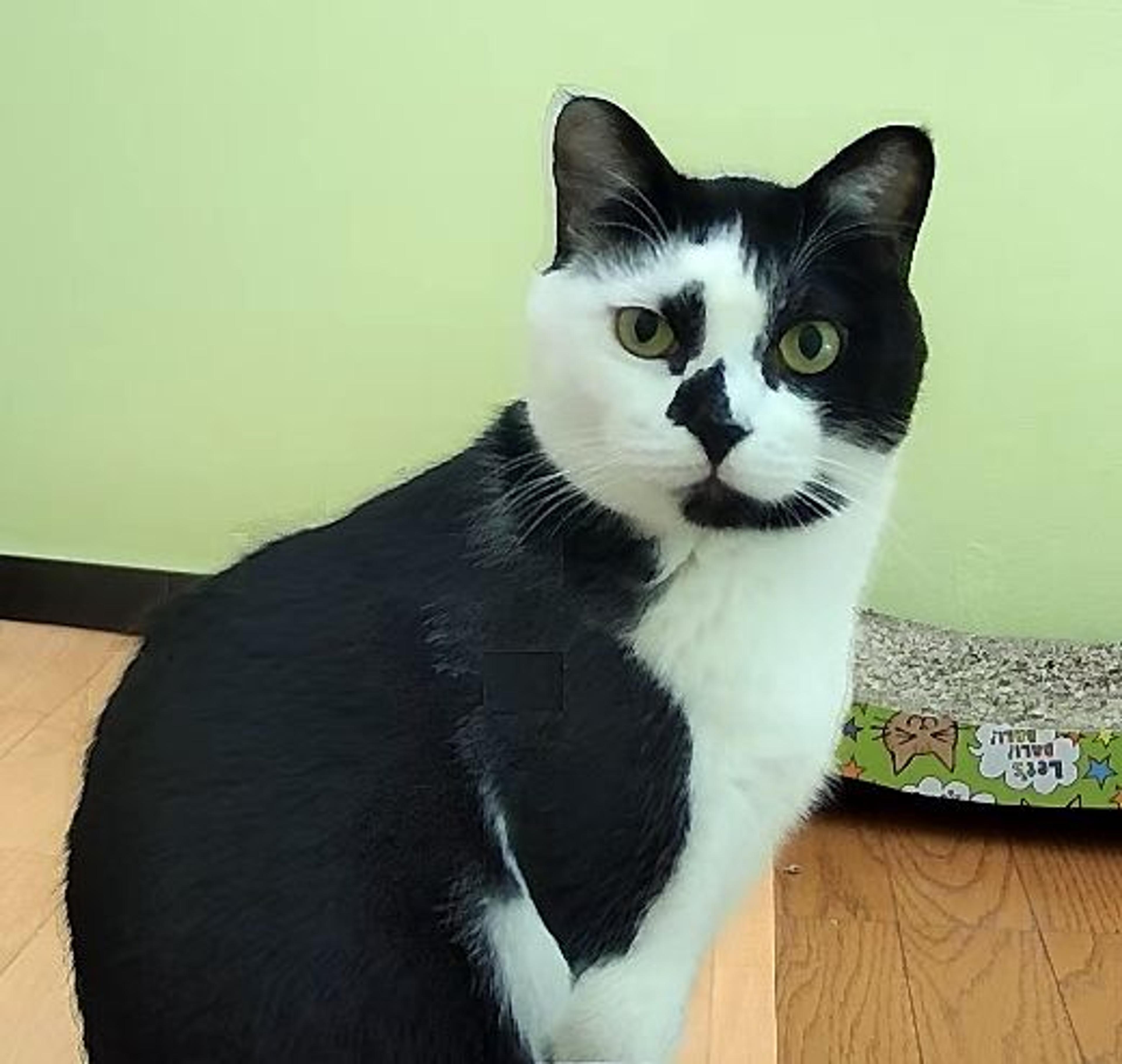 pet-image-3
