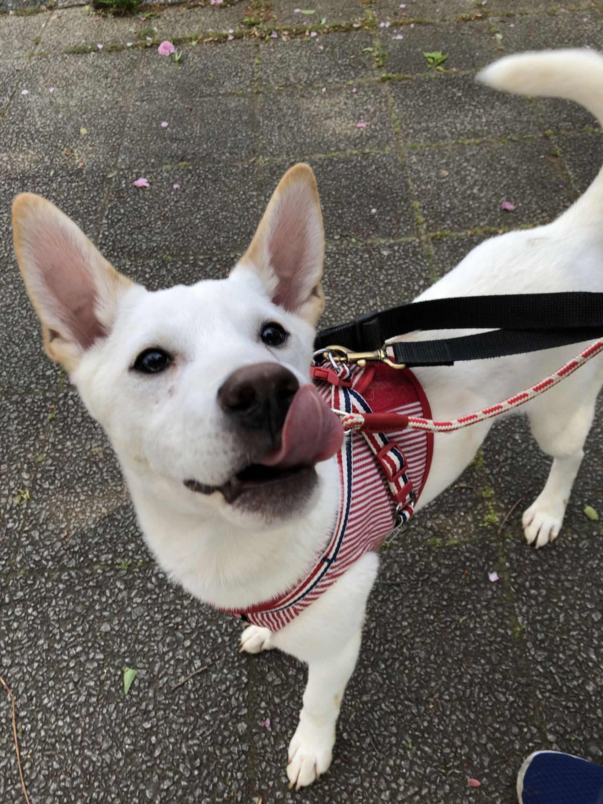 雑種（ミックス犬）・オスの里親募集の写真