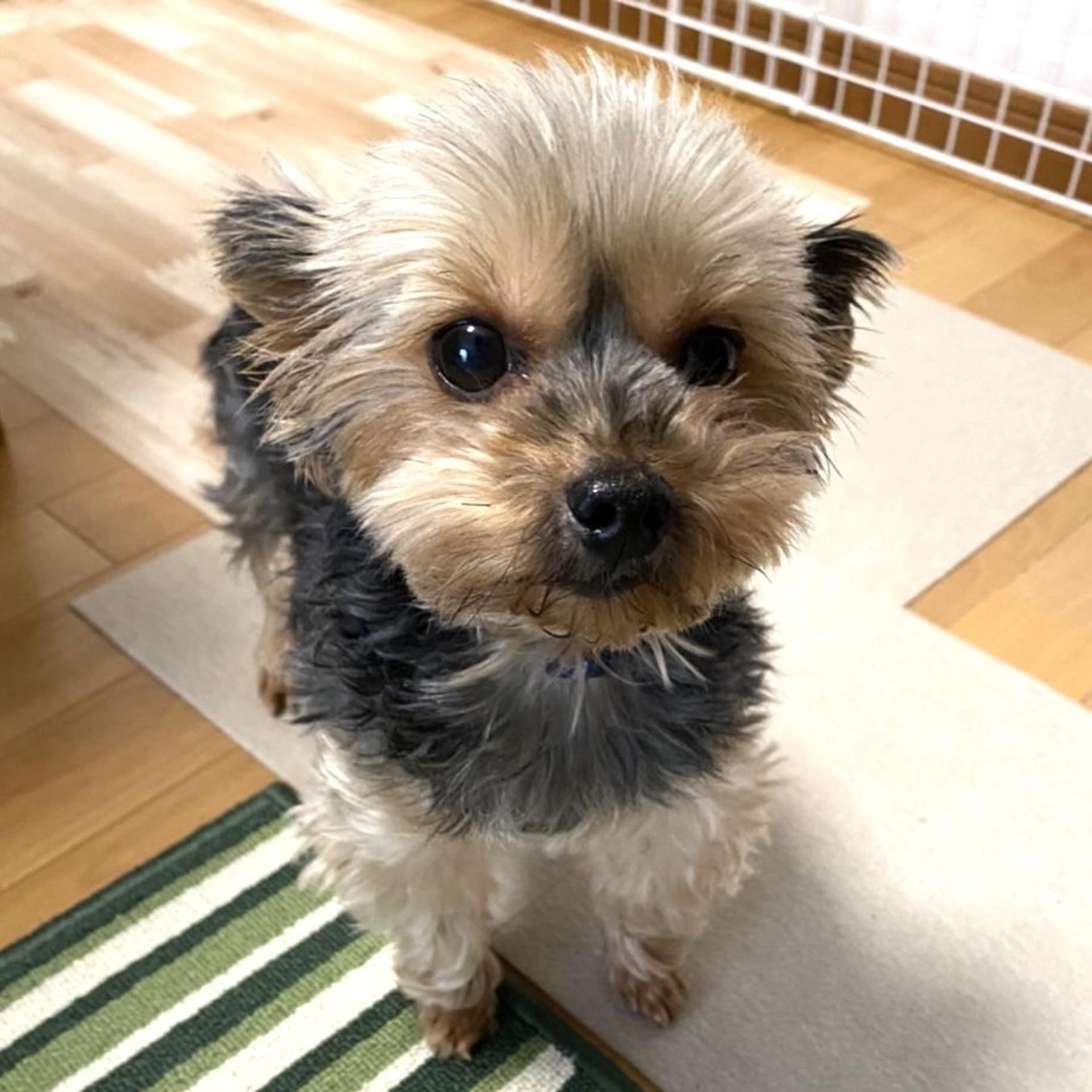 pet-image-2