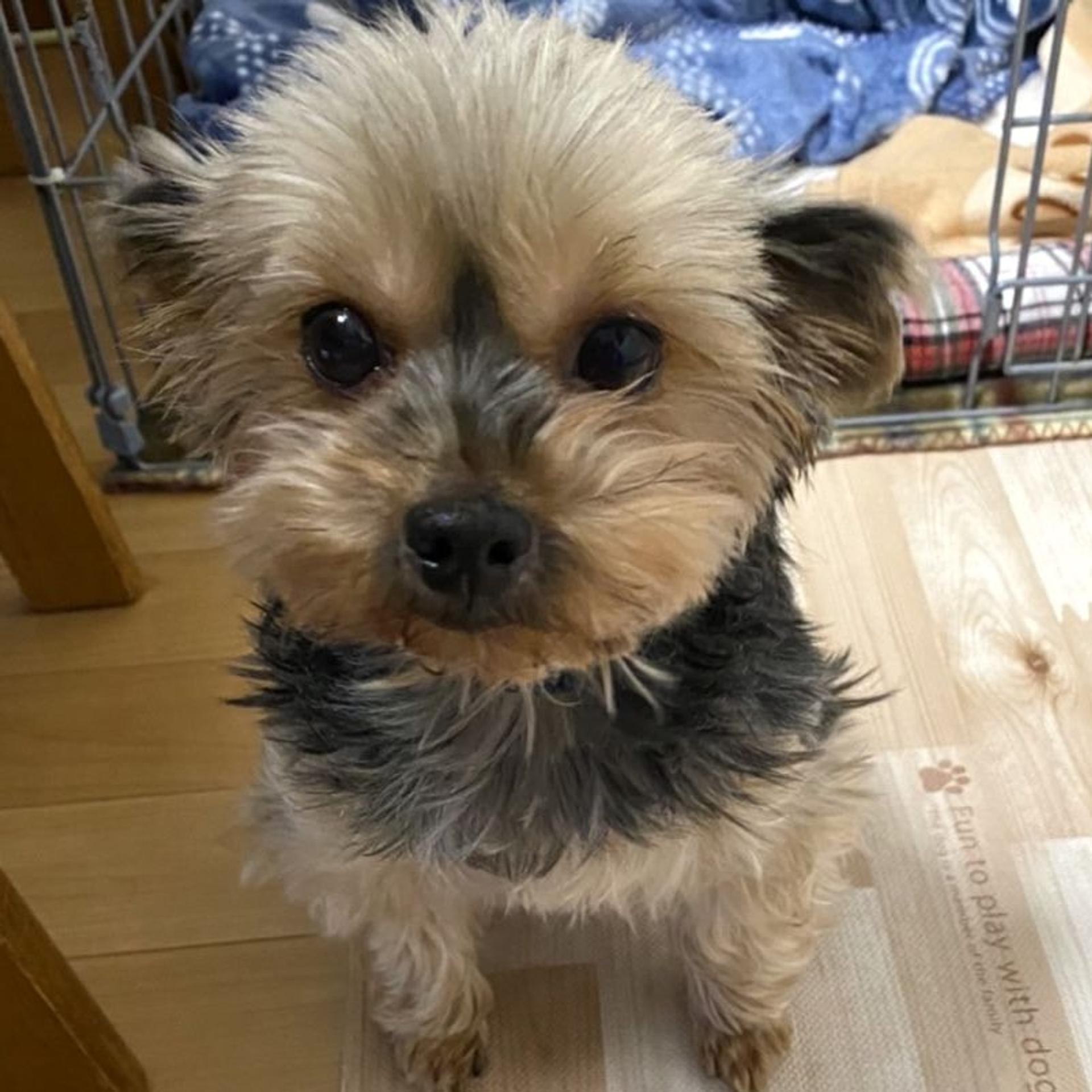 pet-image-5