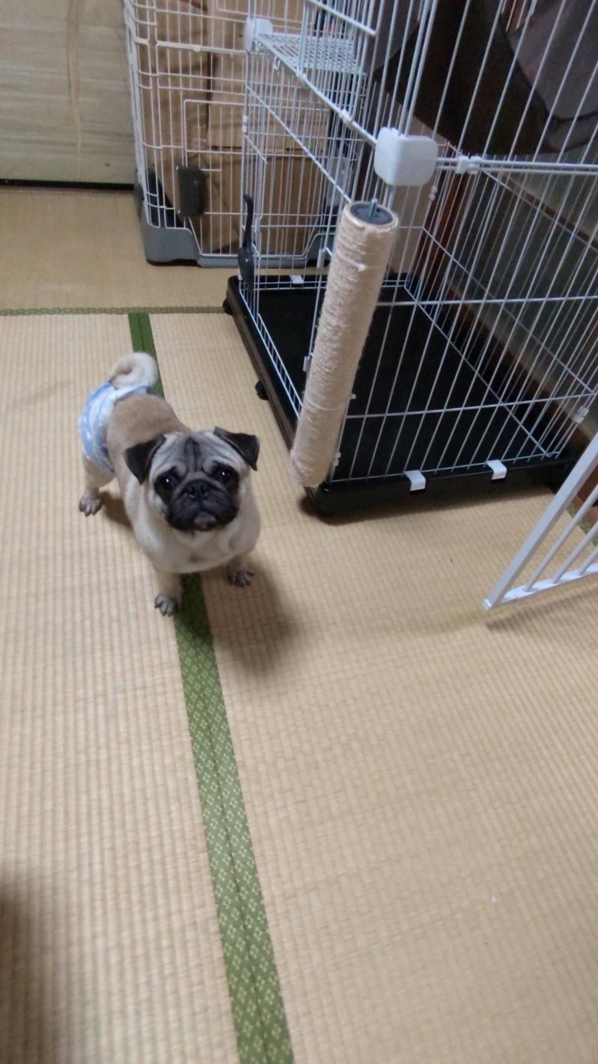 pet-image-3