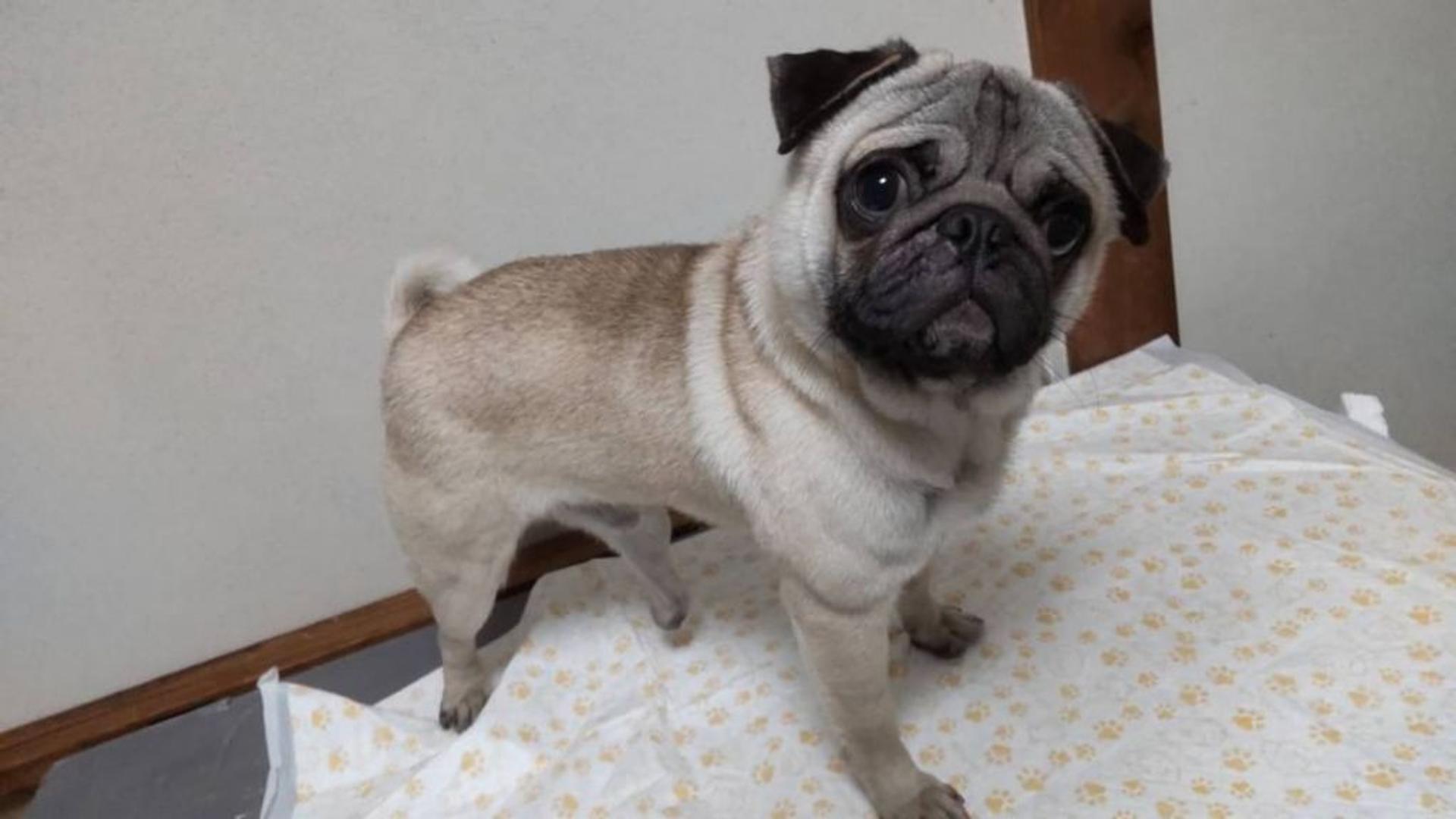 pet-image-4