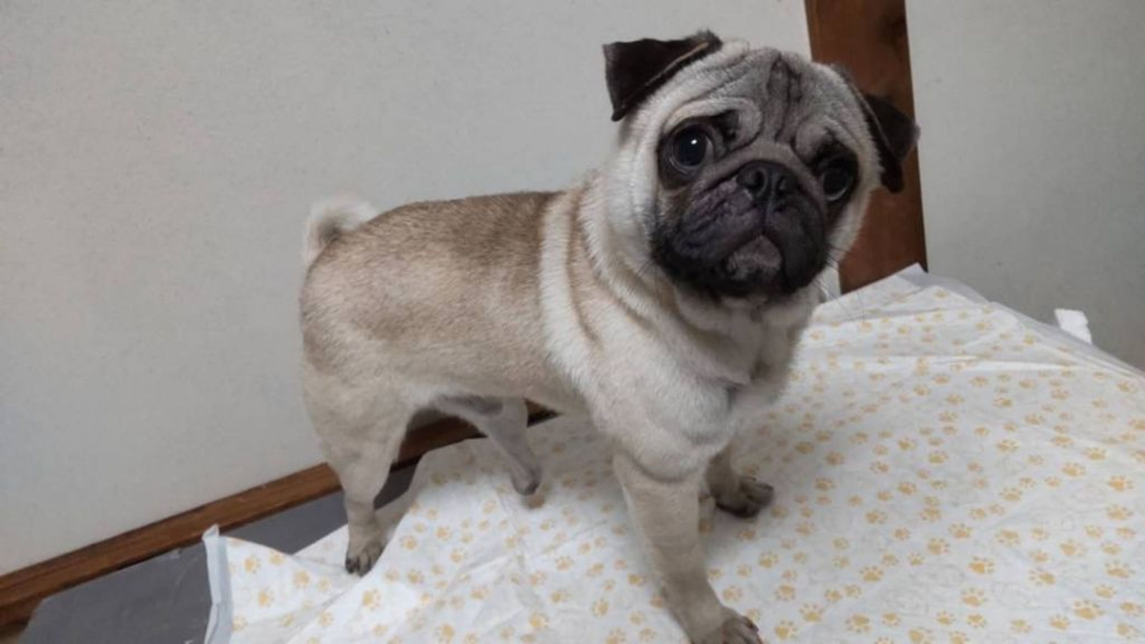 pet-image-4