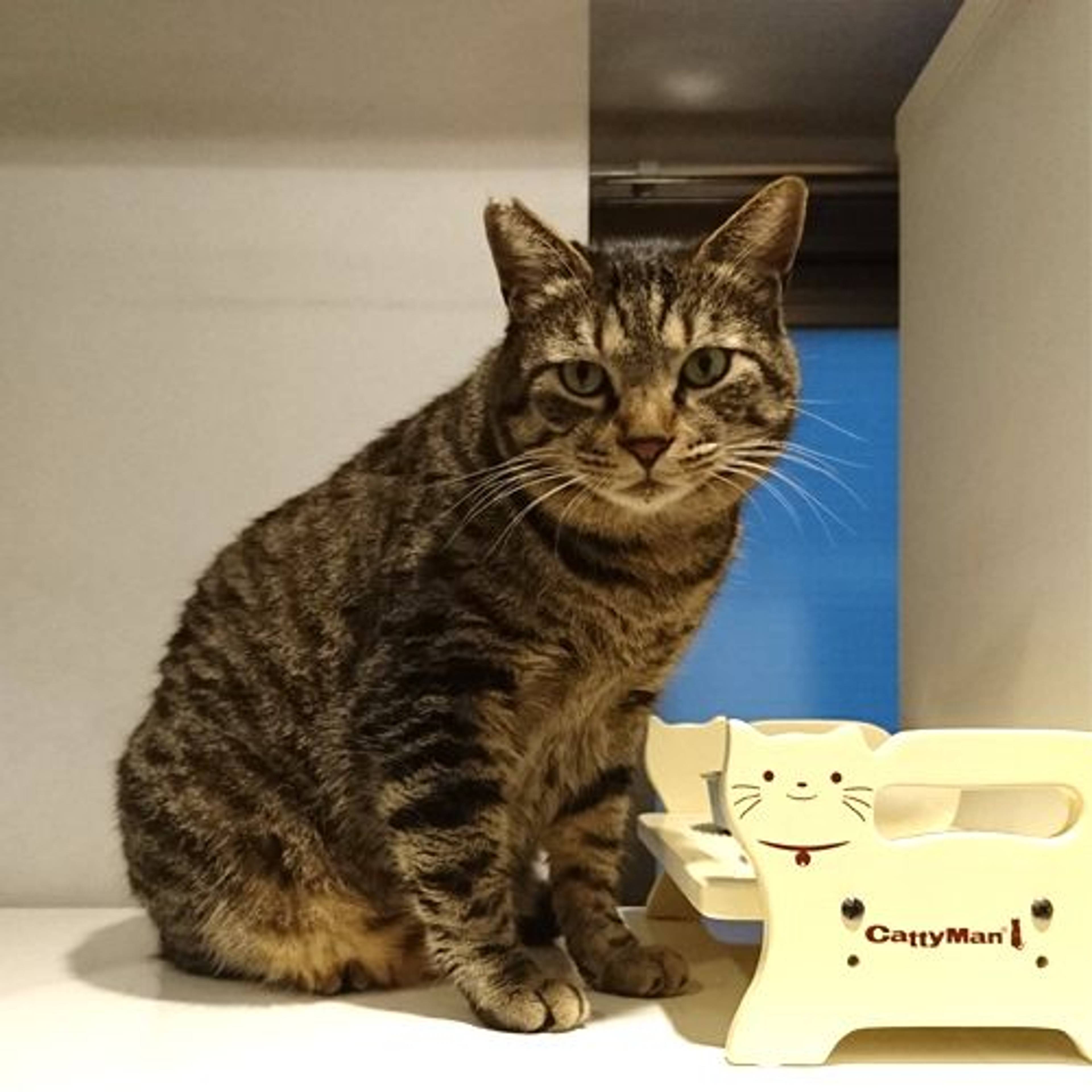 雑種（ミックス猫）・オスの里親募集の写真