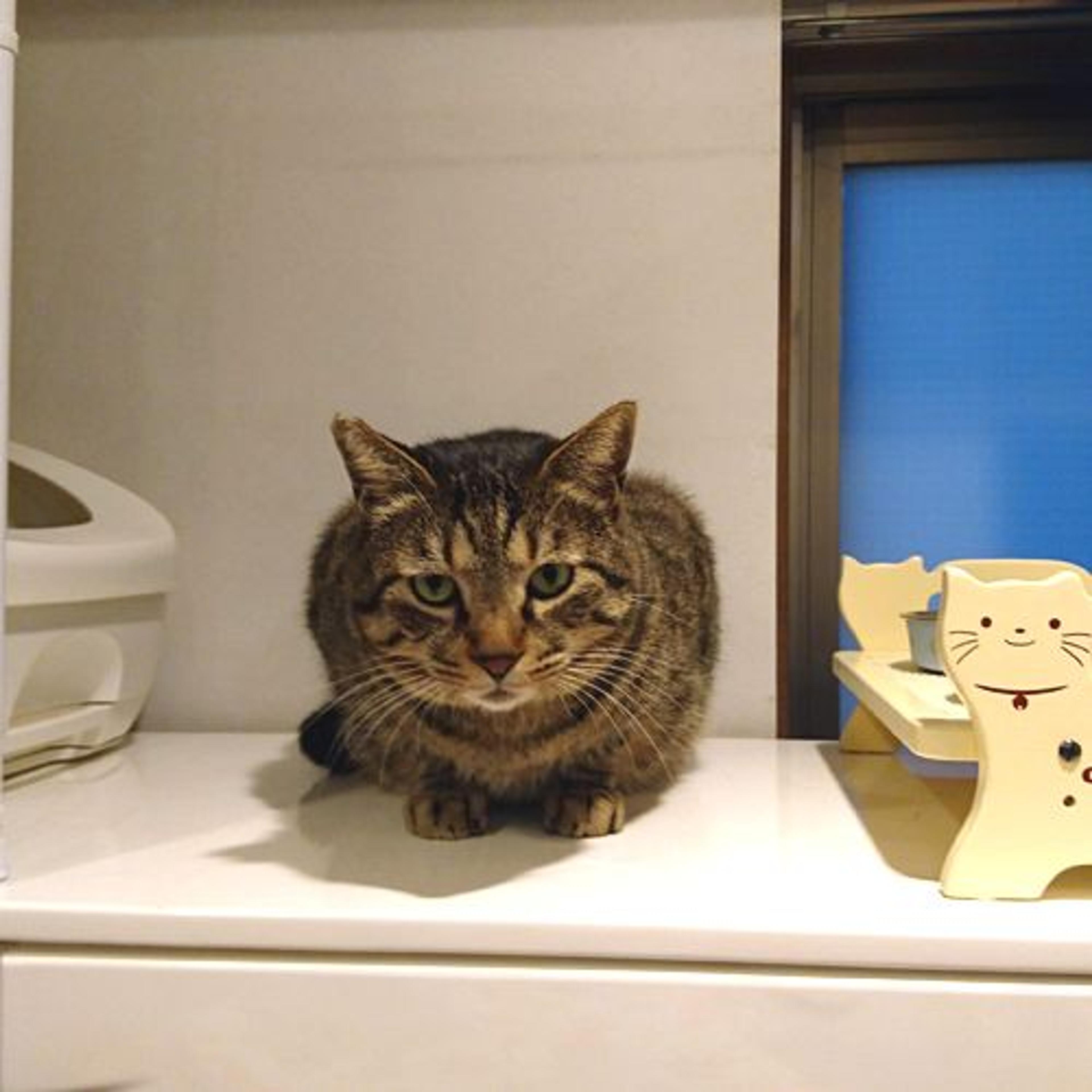 pet-image-2