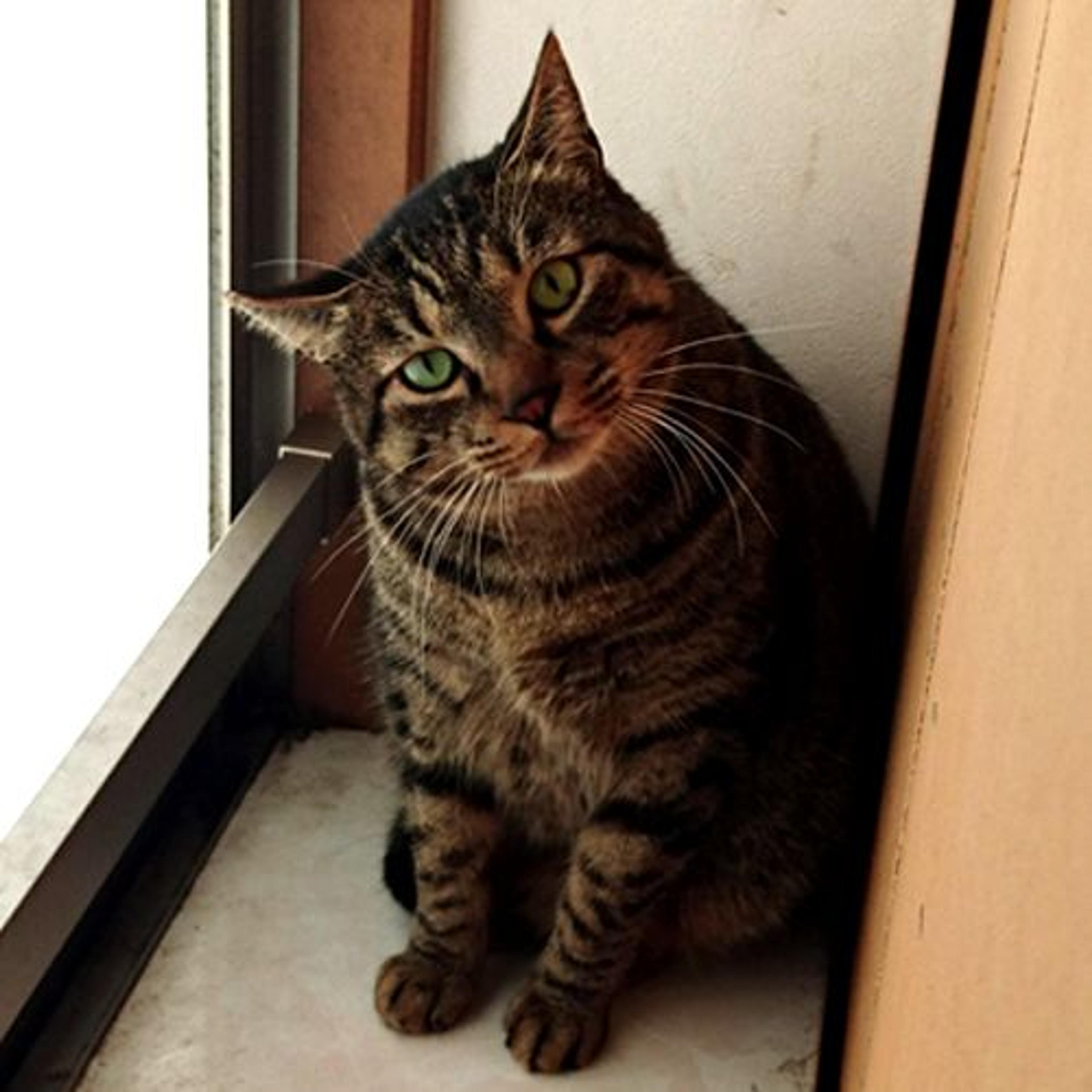 pet-image-3