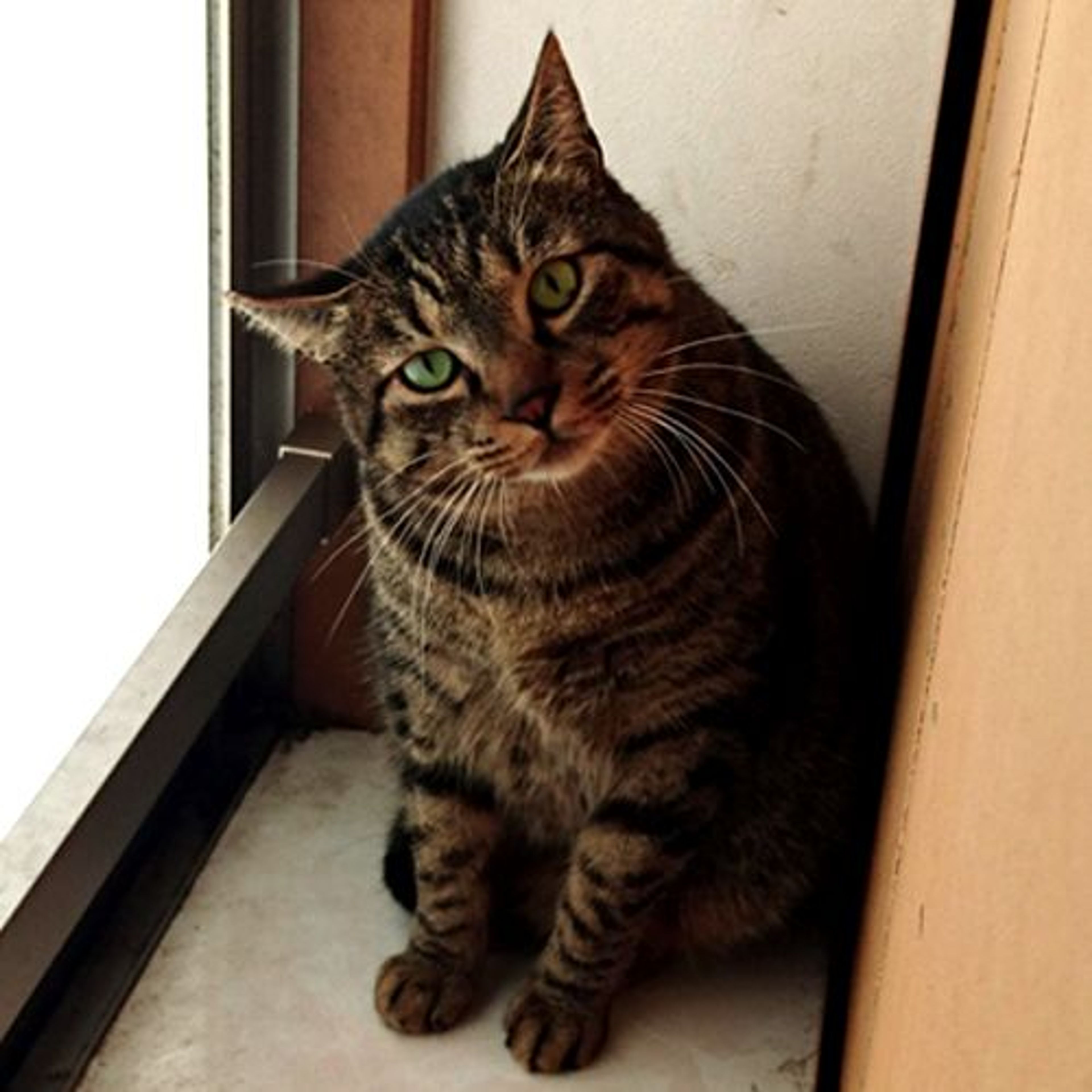 pet-image-3