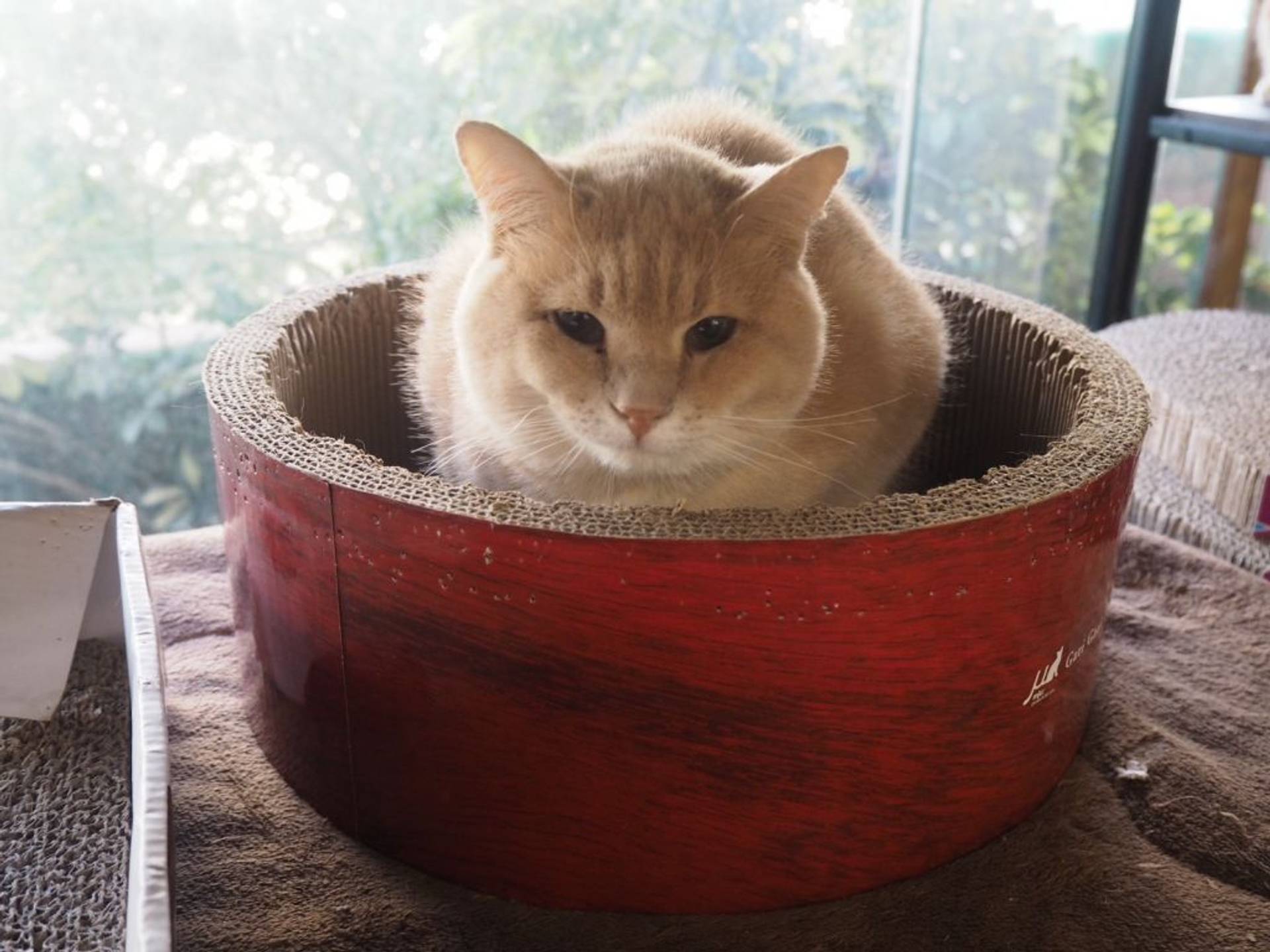 雑種（ミックス猫）・オスの里親募集の写真