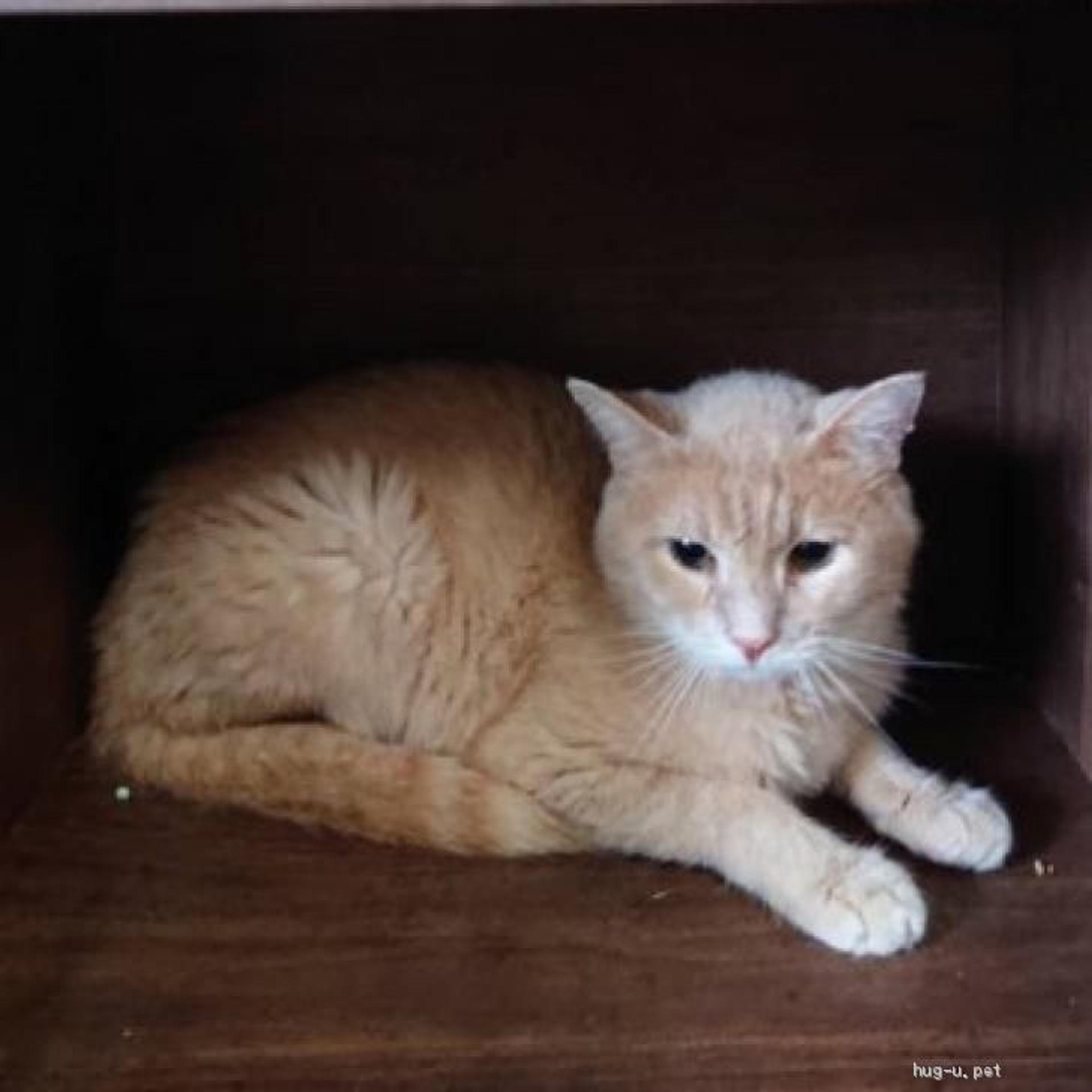 pet-image-2