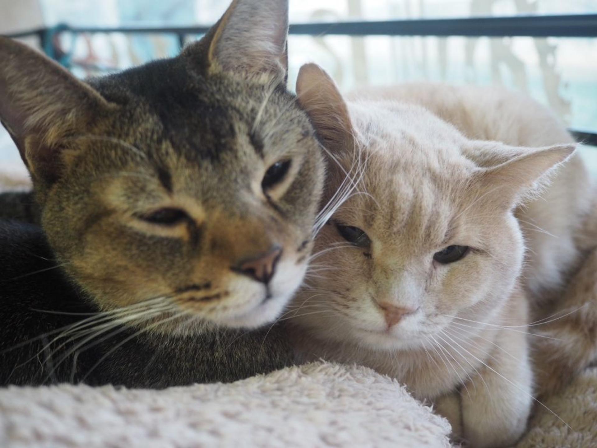pet-image-5