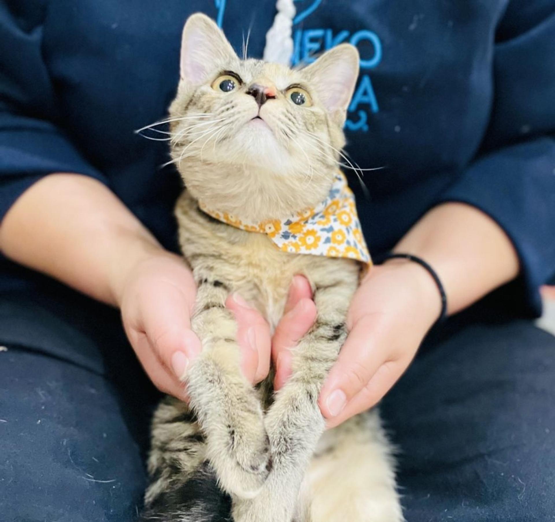 pet-image-2