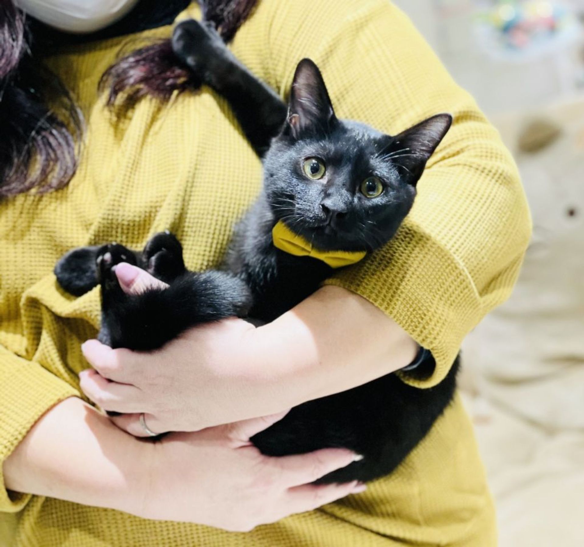 雑種（ミックス猫）・オスの里親募集の写真