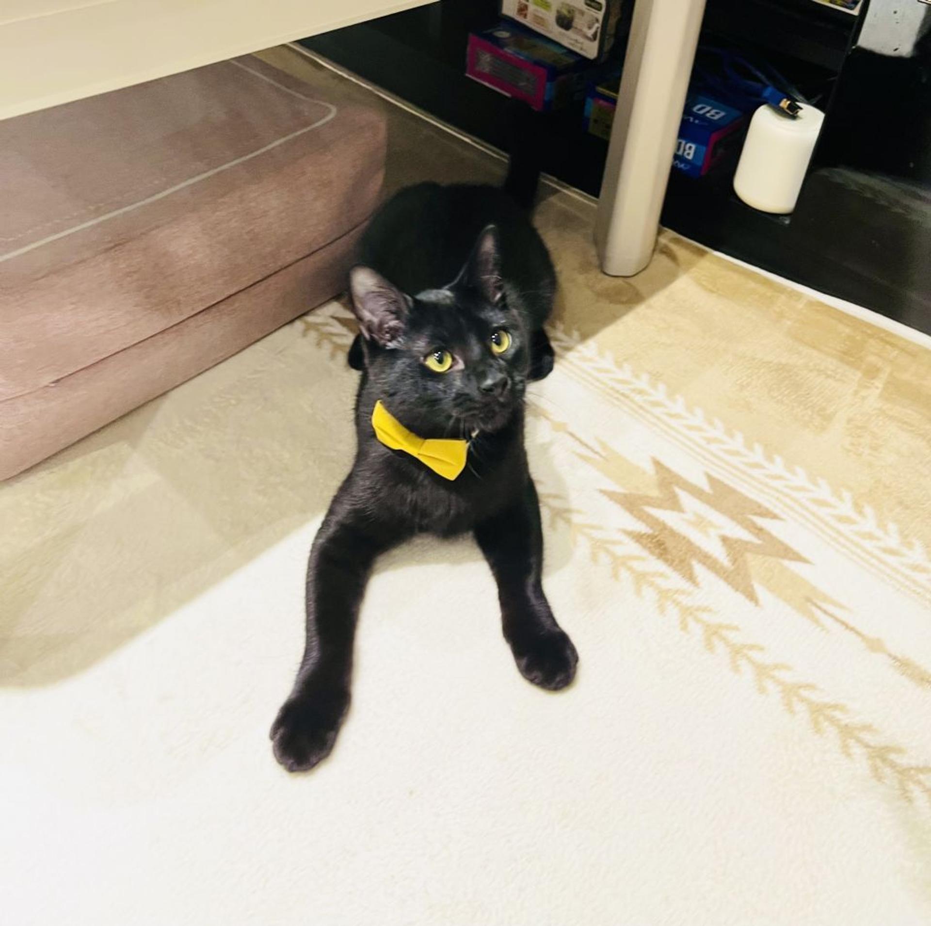 pet-image-5