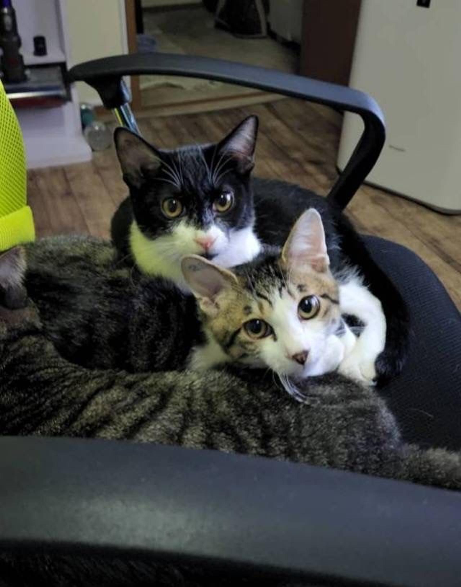 pet-image-8