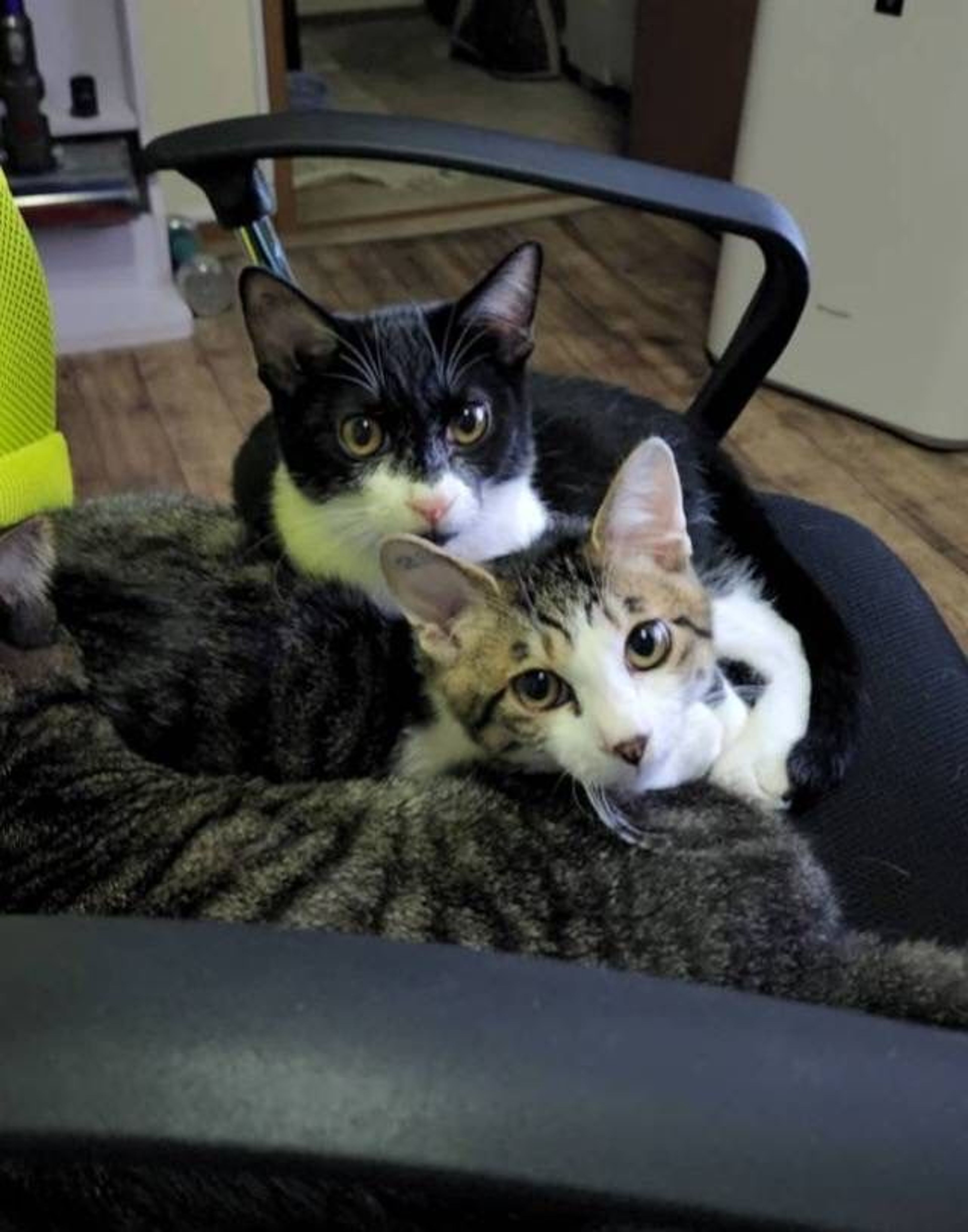 pet-image-8
