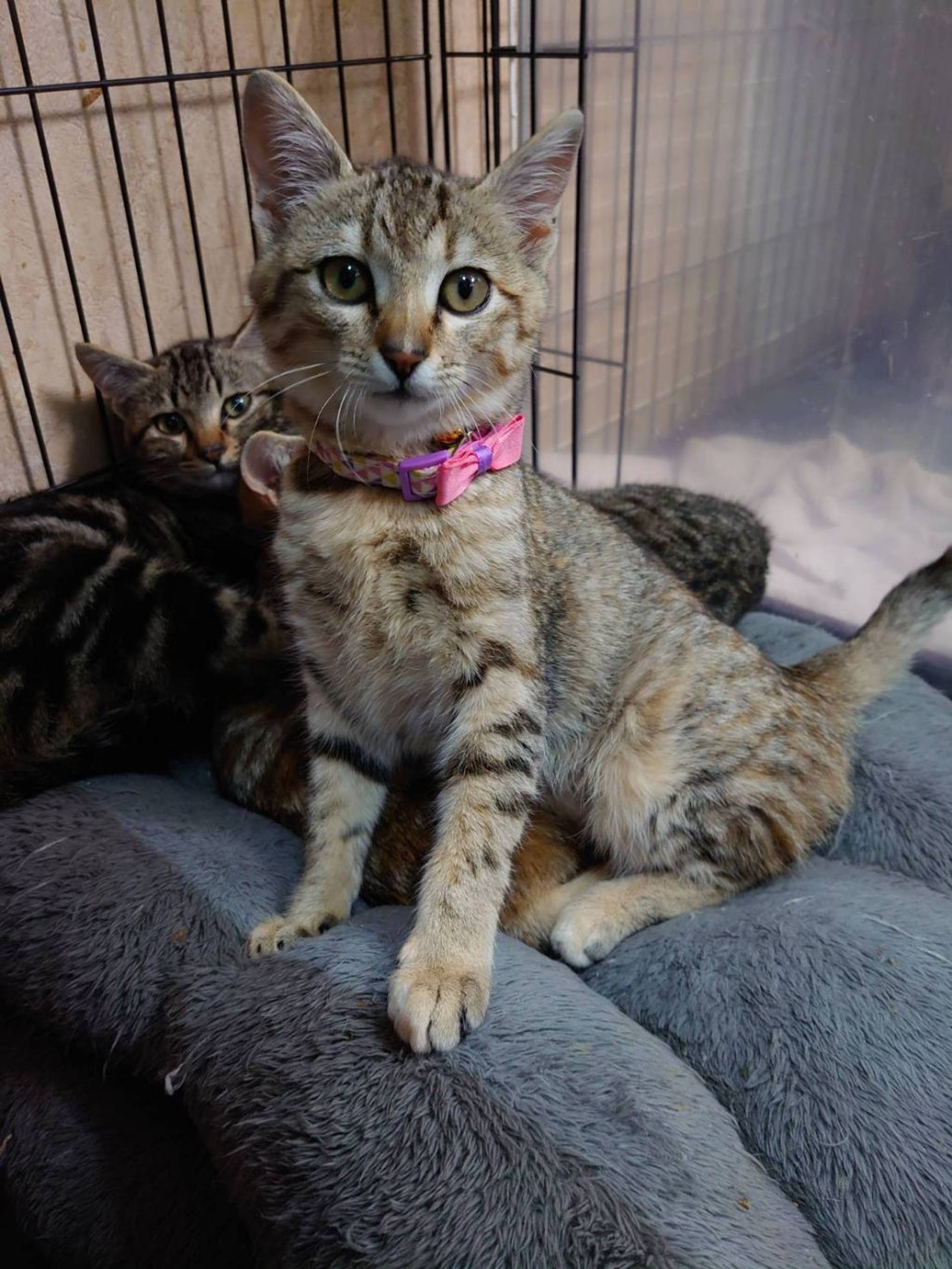 雑種（ミックス猫）・メスの里親募集の写真