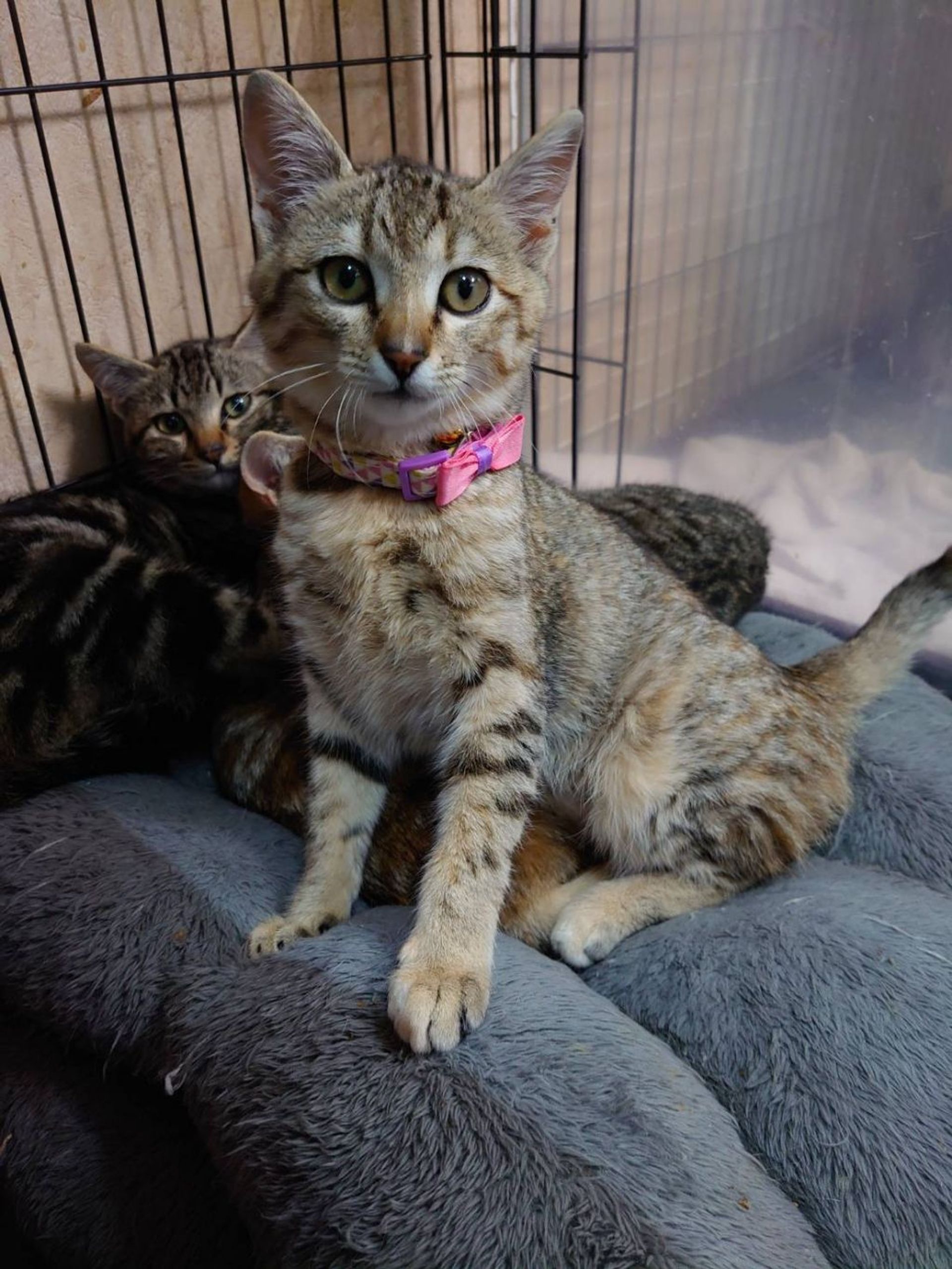 雑種（ミックス猫）・メスの里親募集の写真