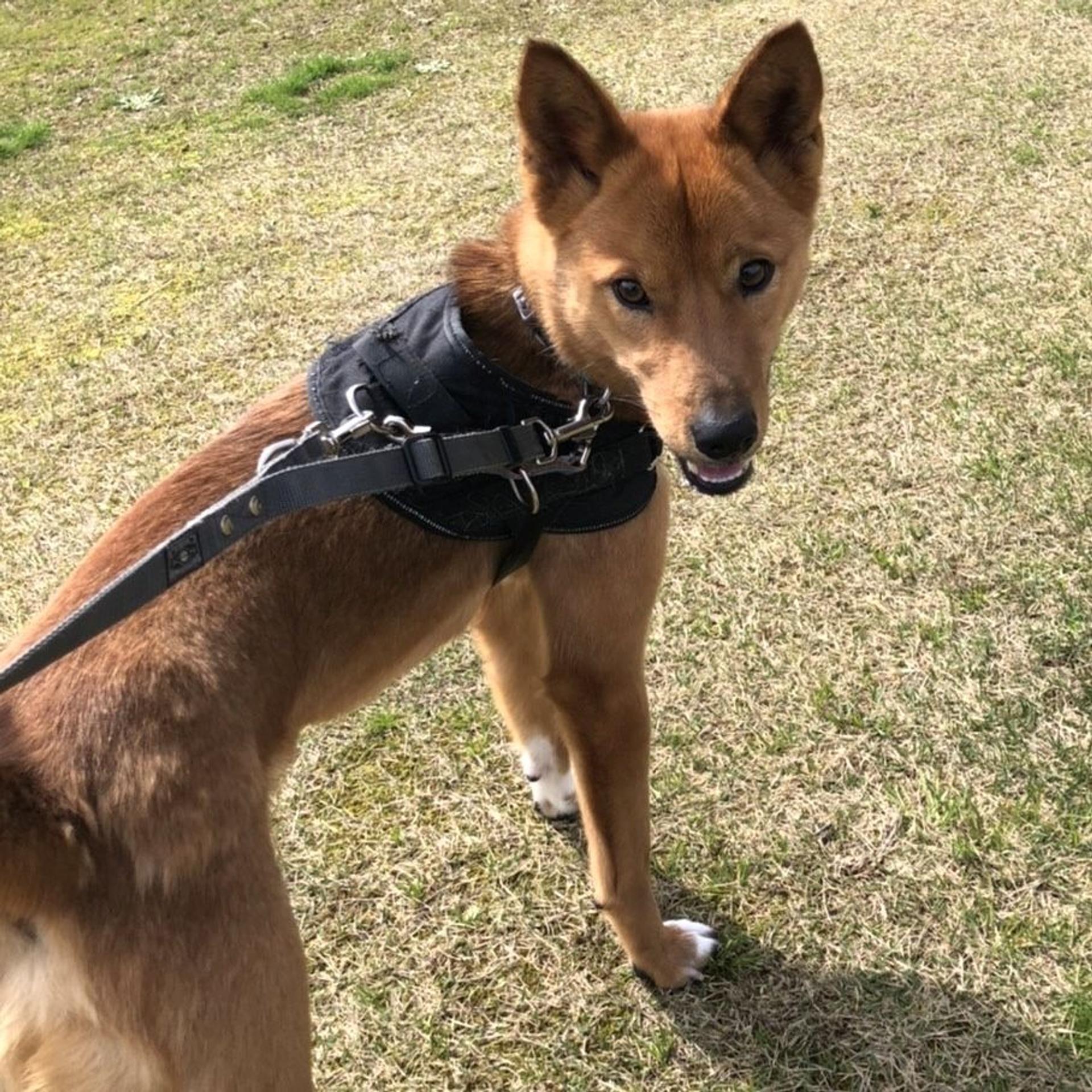 pet-image-5