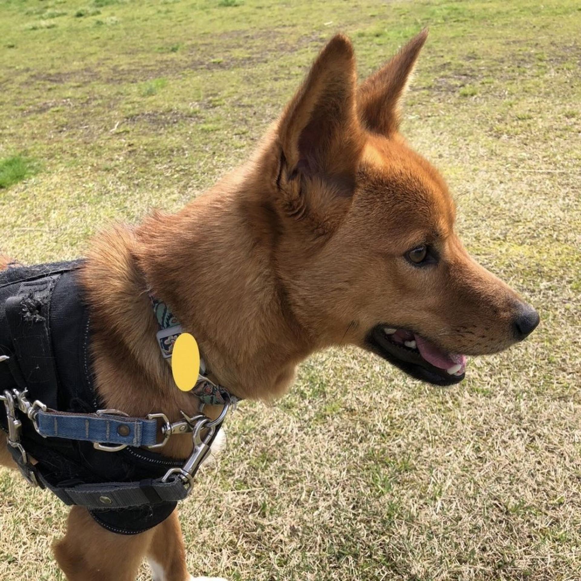 pet-image-6
