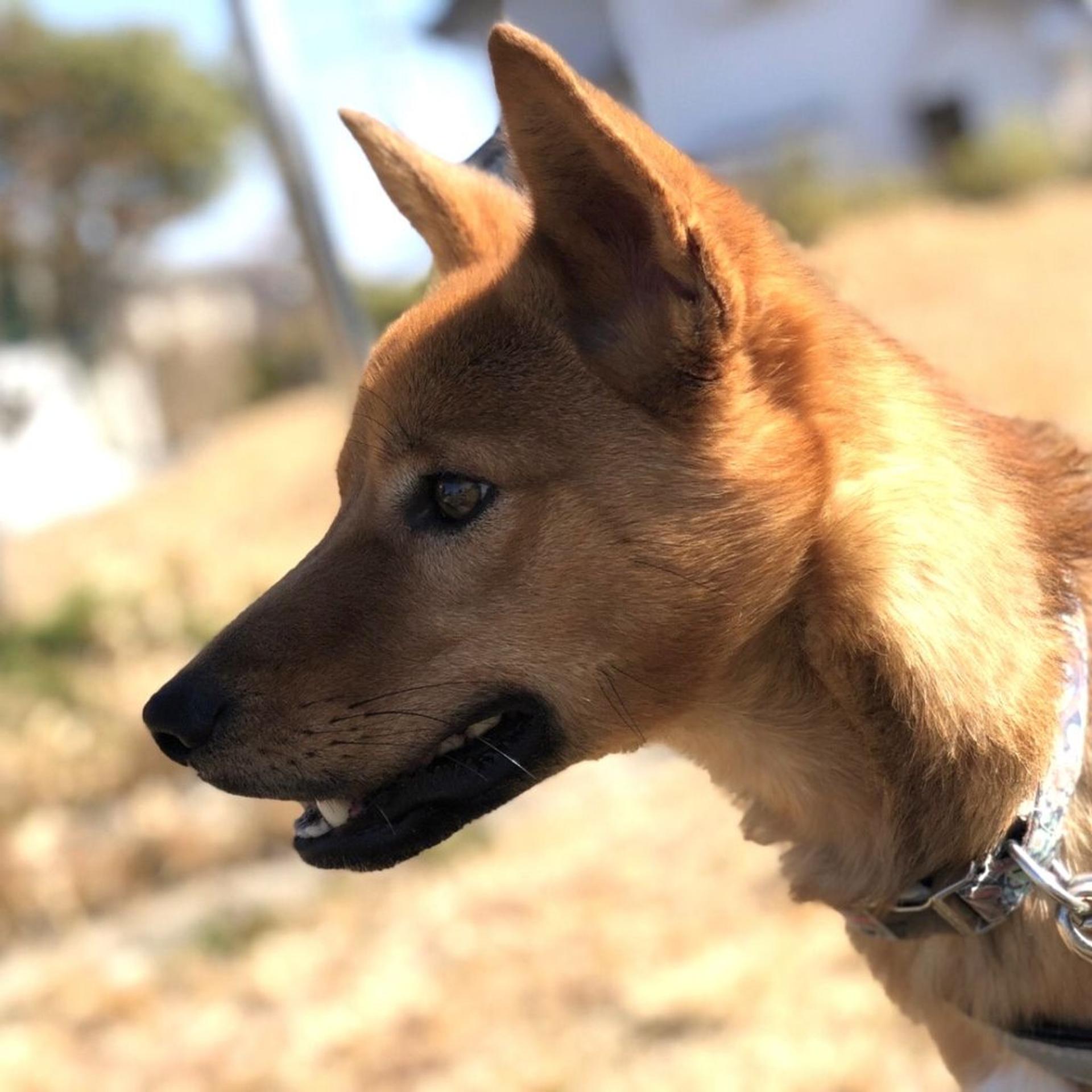pet-image-7