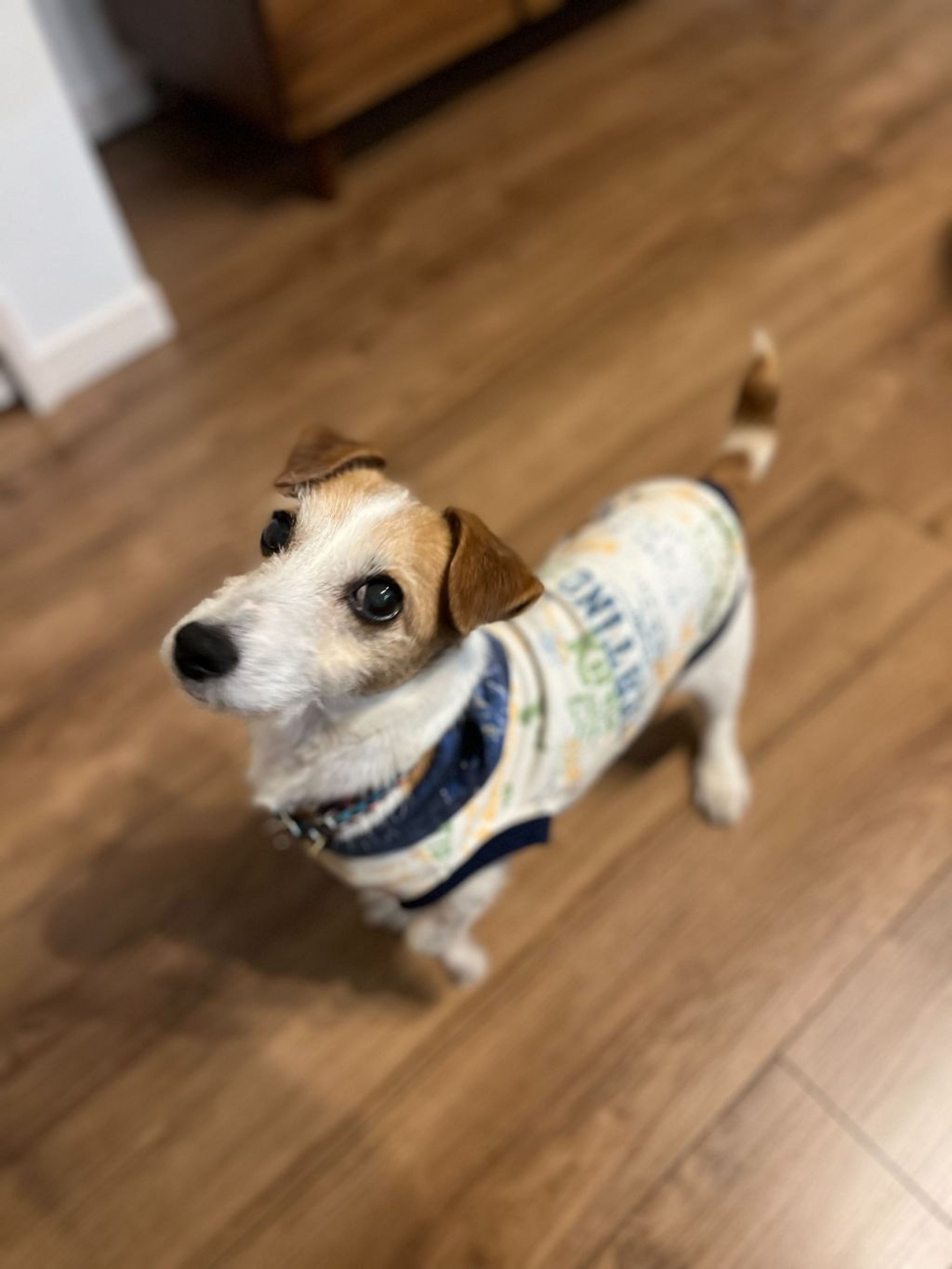 pet-image-3