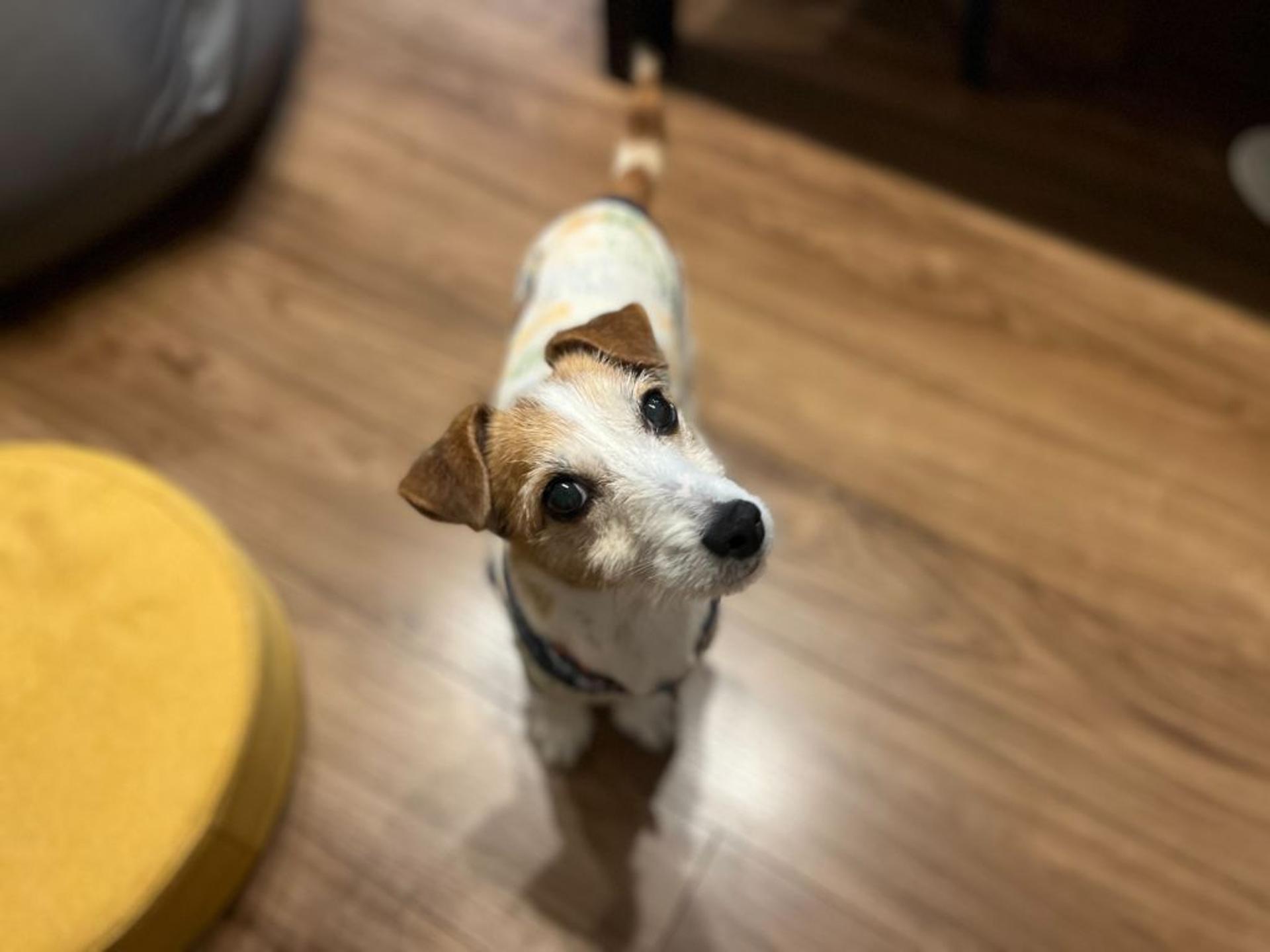 pet-image-4