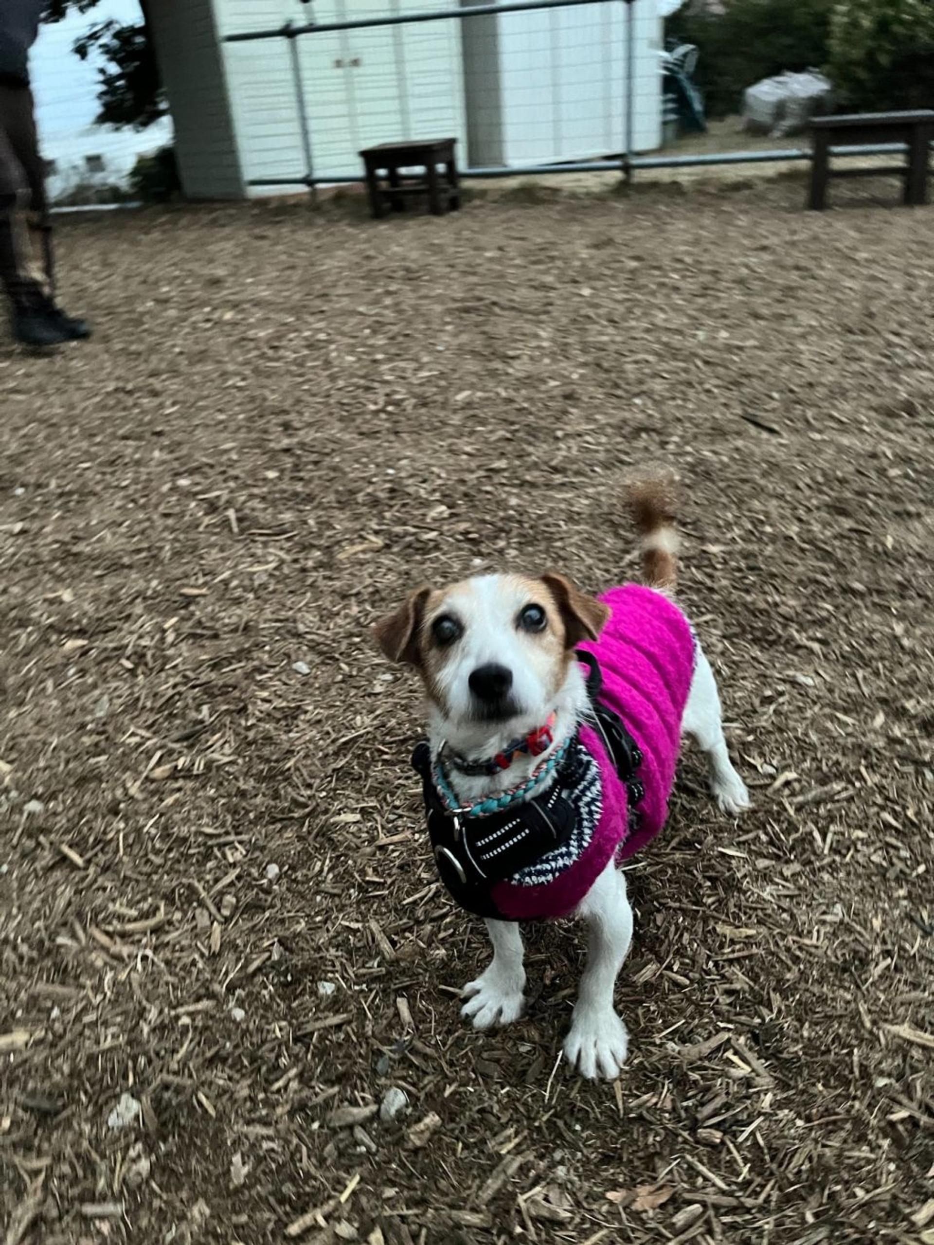pet-image-5